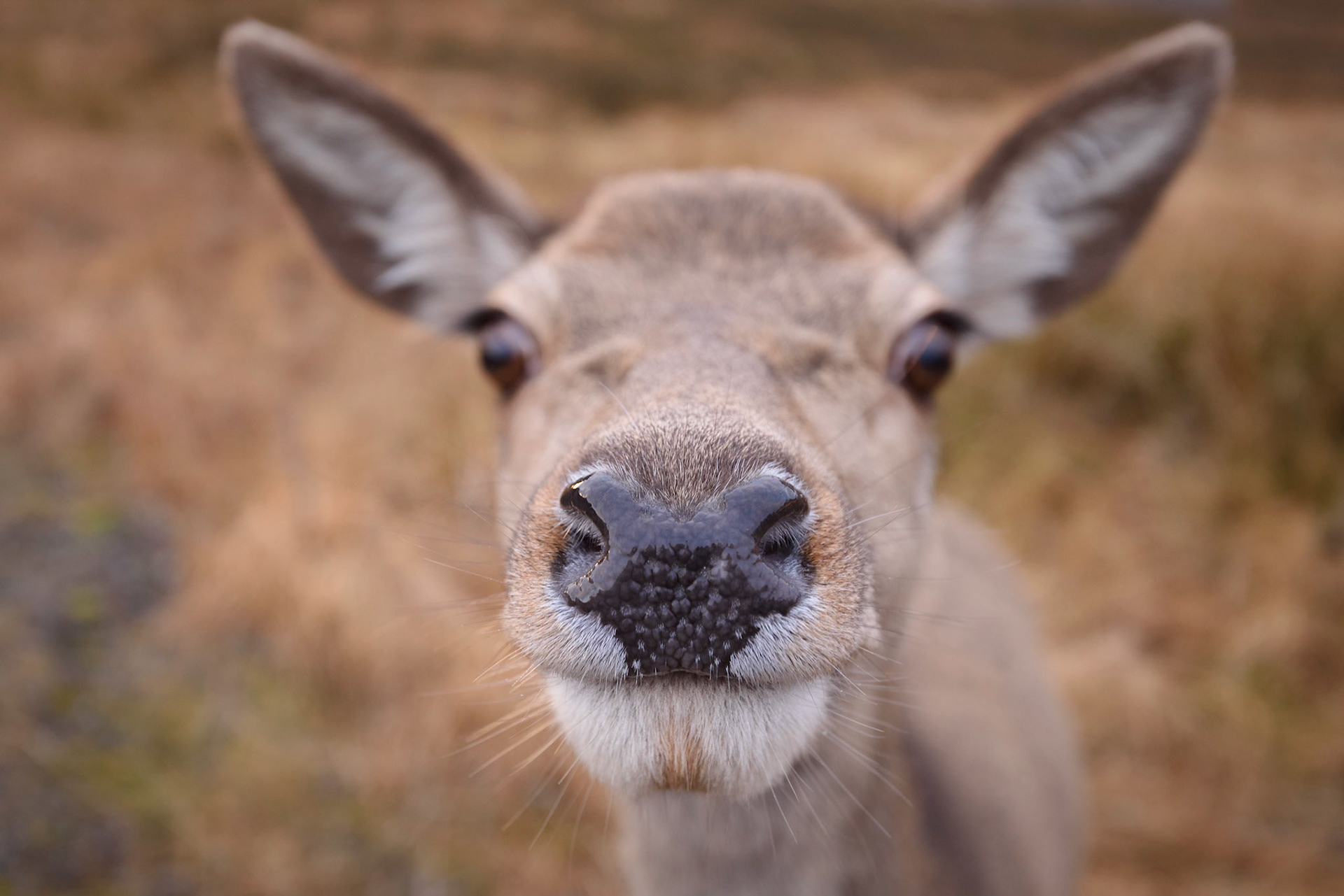 A Nosy Deer at Glencoe, Scotland