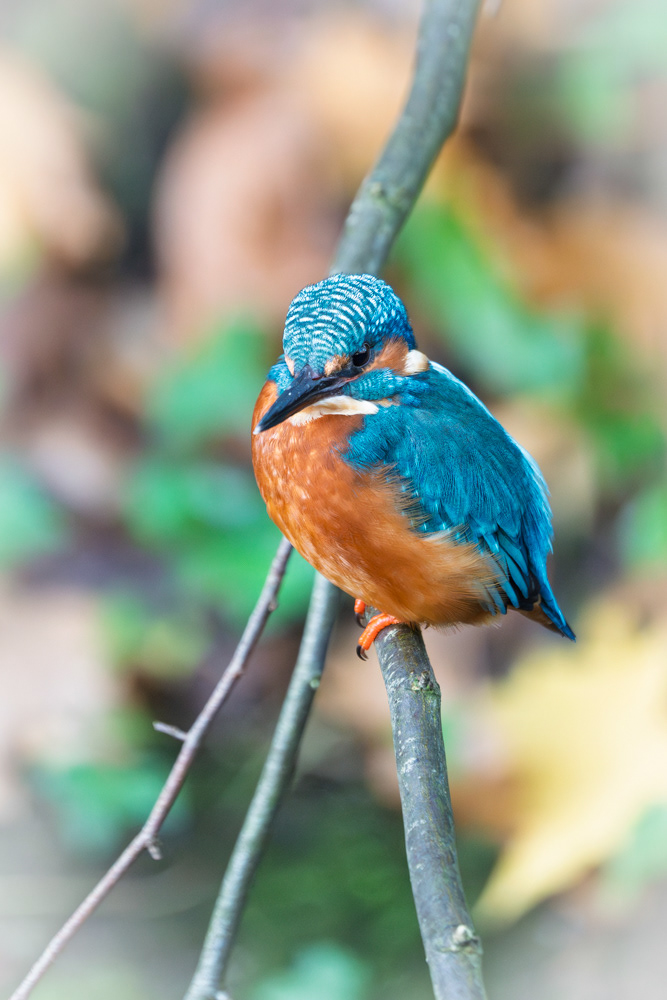 Kingfisher