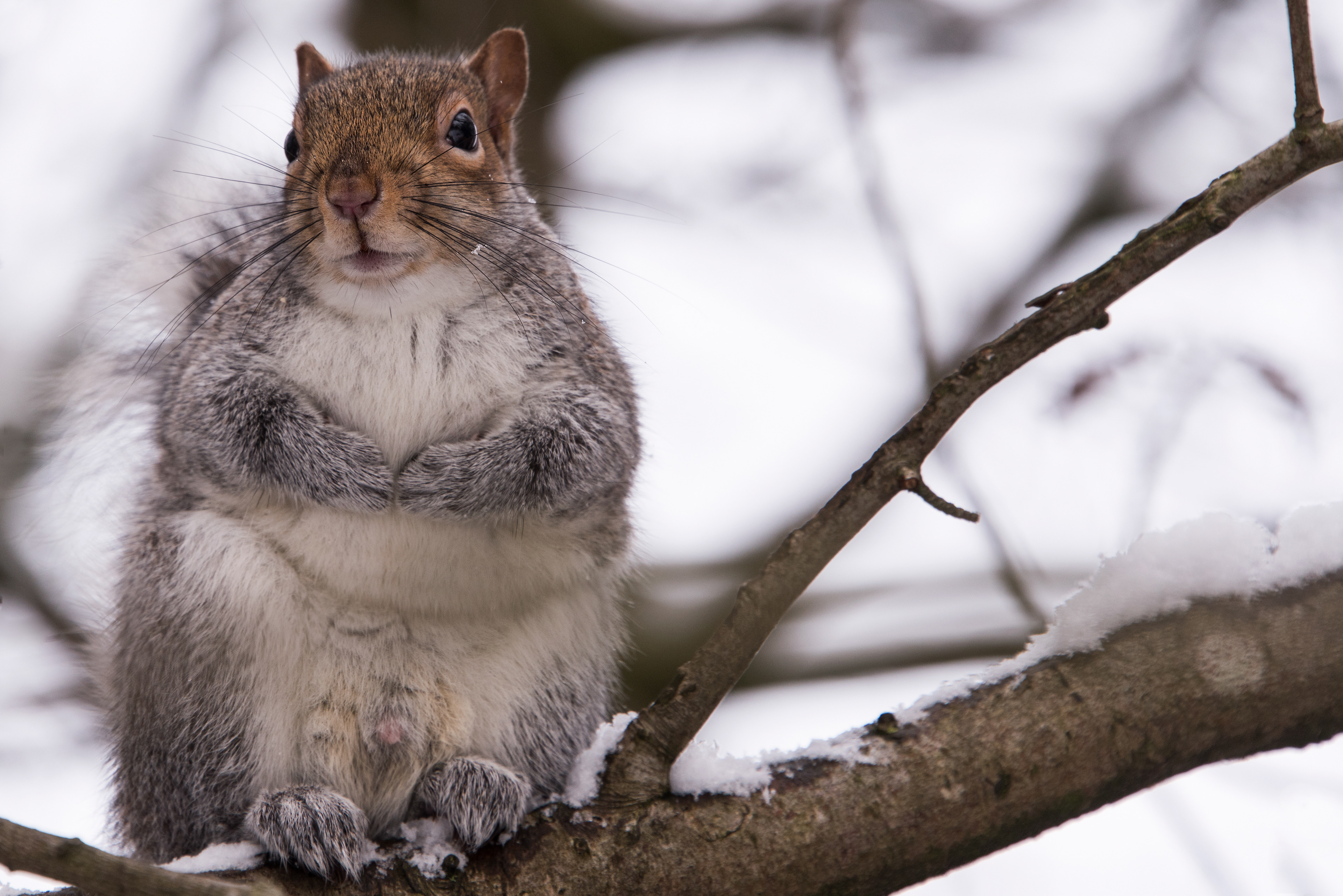 Grey Squirrel