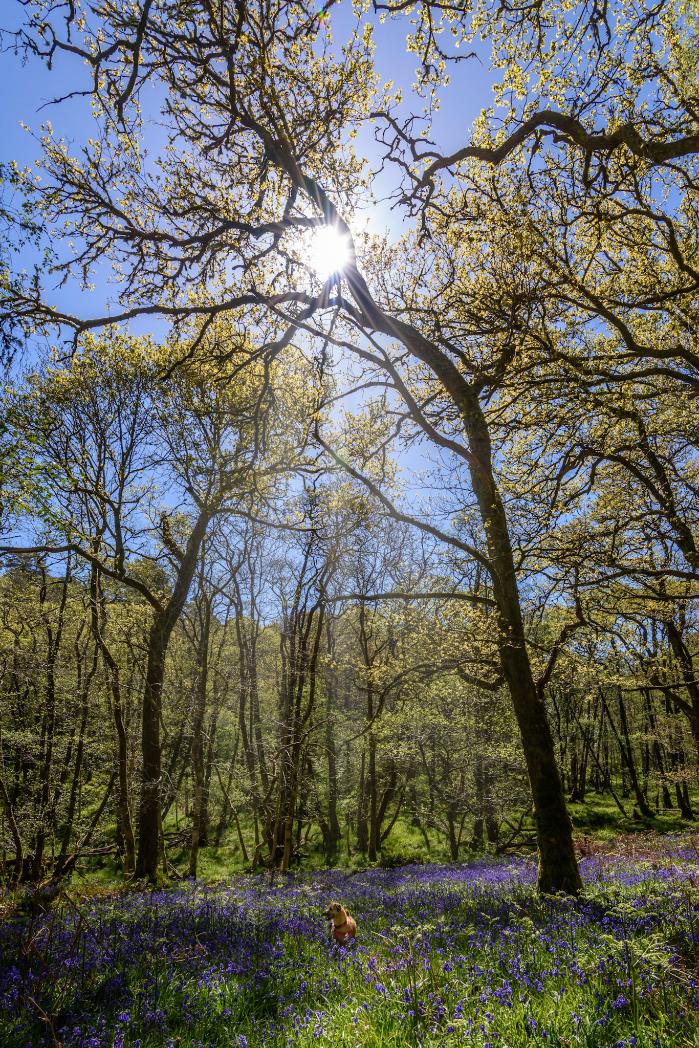 Bluebell Woods on Inchcailloch Island, Balmaha, Scotland
