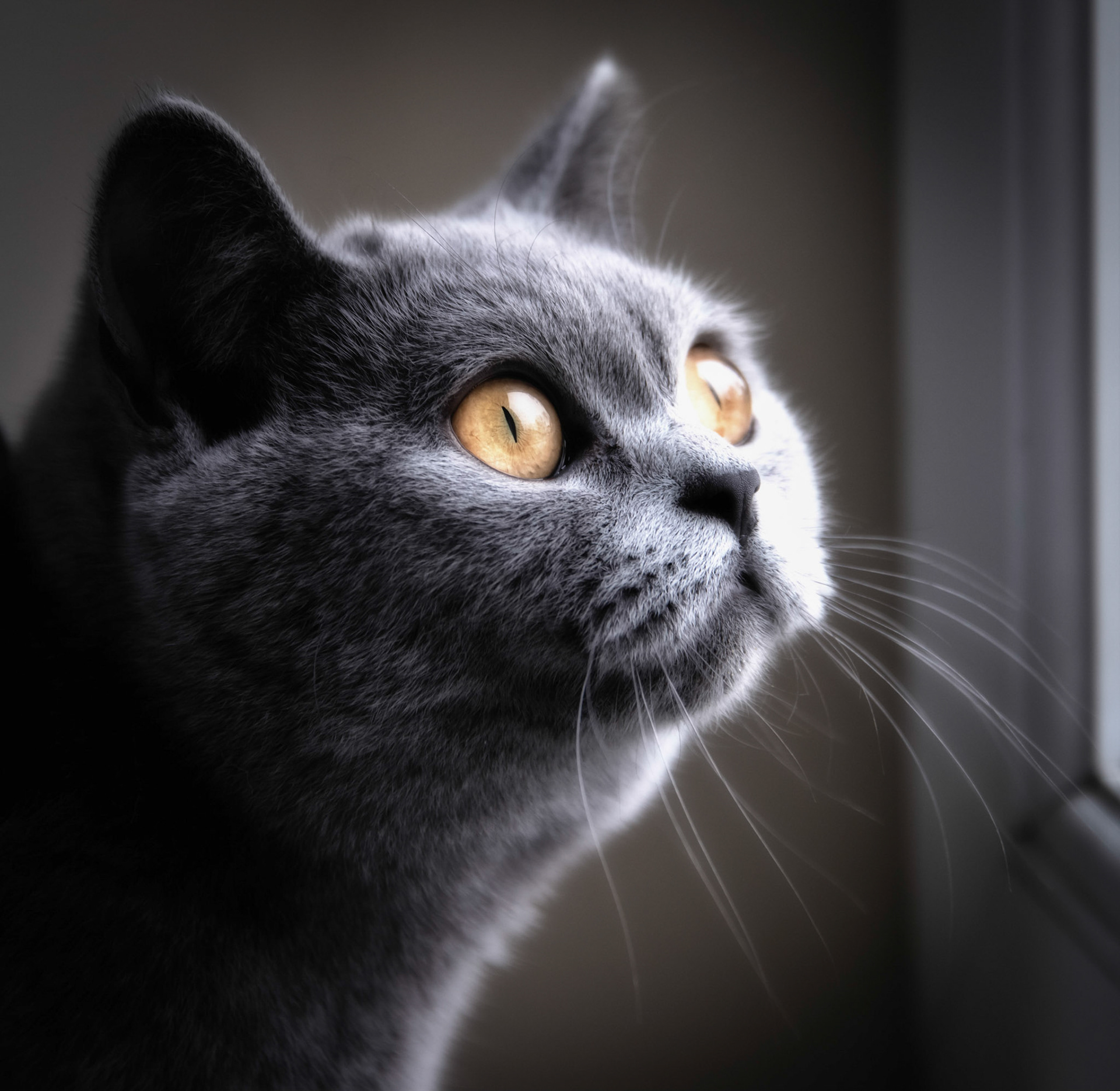 British Blue Shorthair