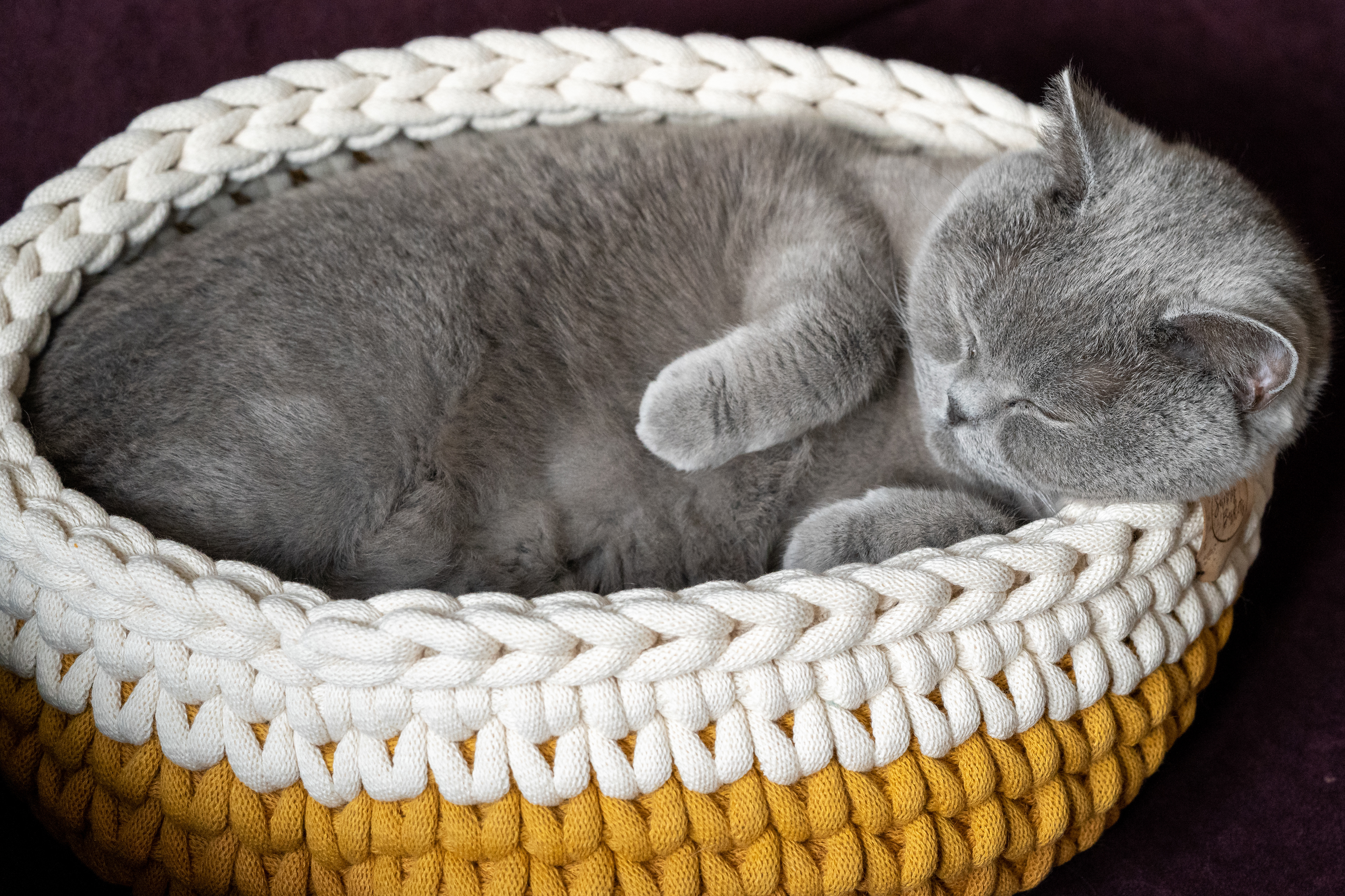 Wake me Up When its Feeding Time