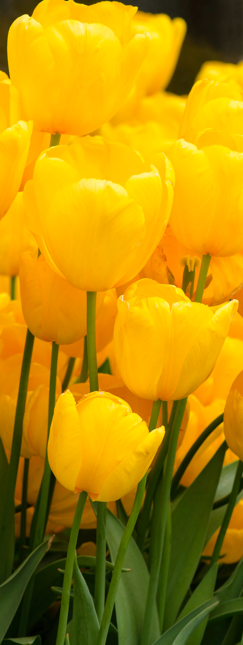 Tulips