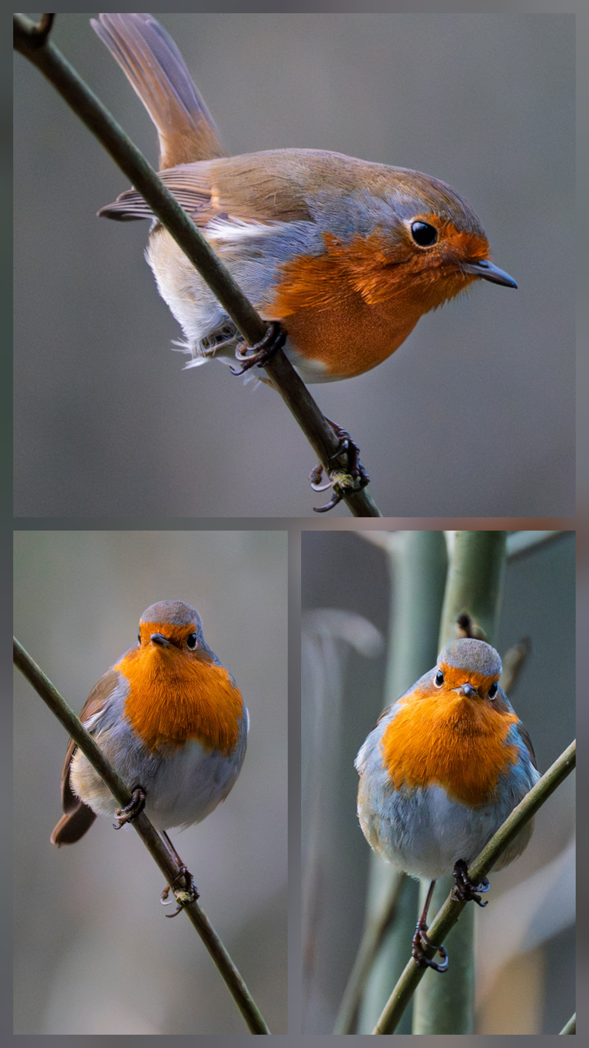 Robin on Christmas Day 2025