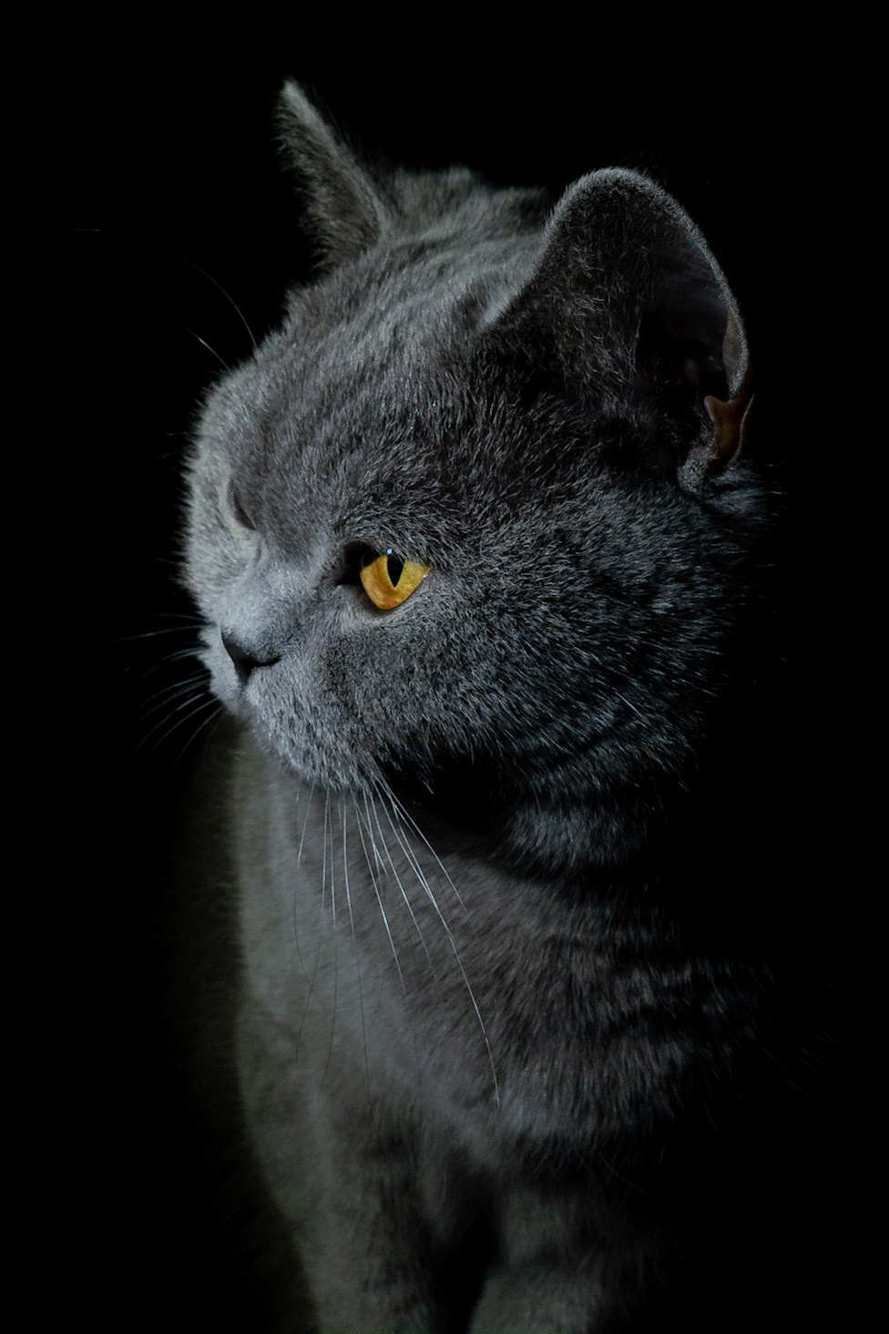 British Blue Shorthair