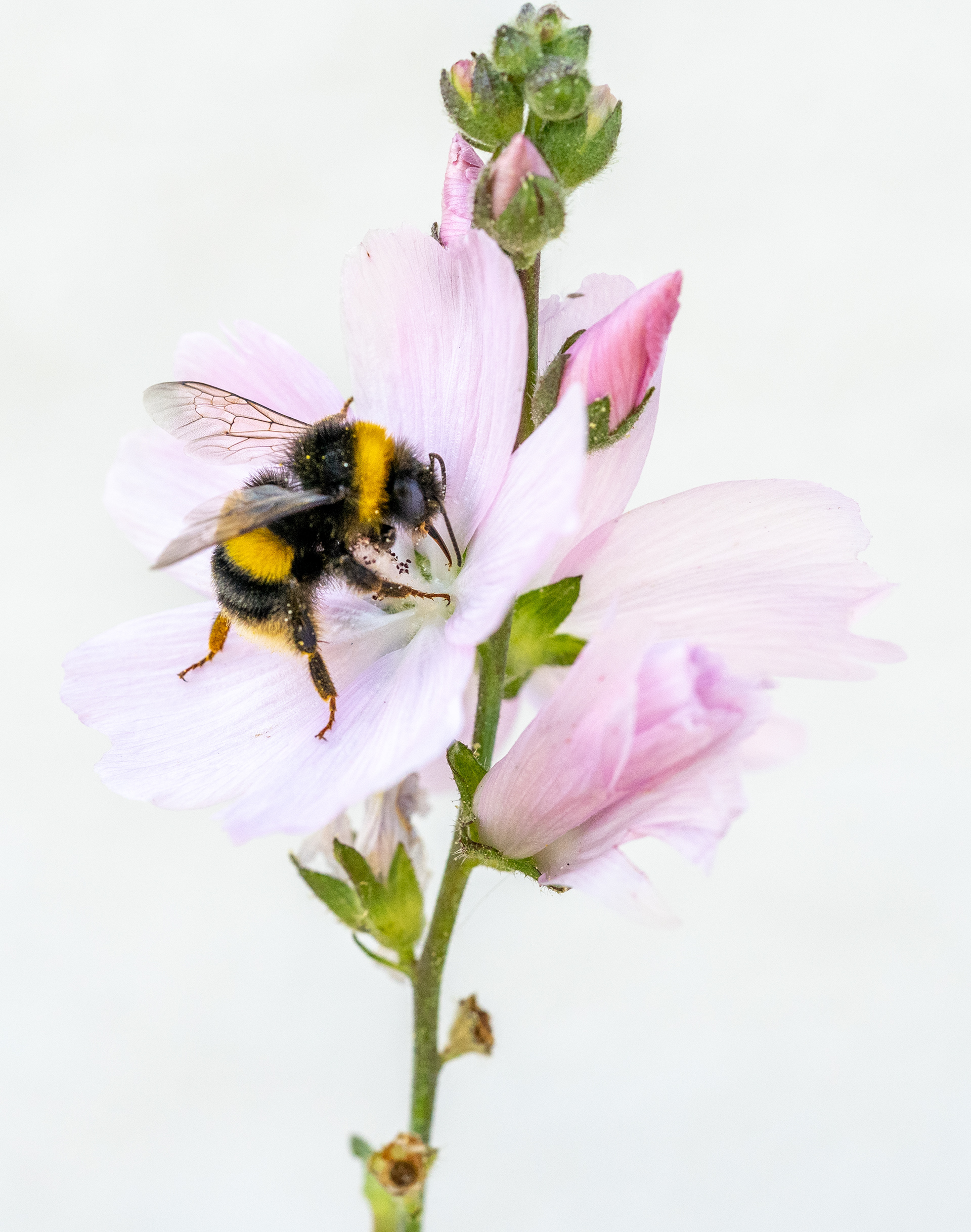 Bumble Bee in my Garden
