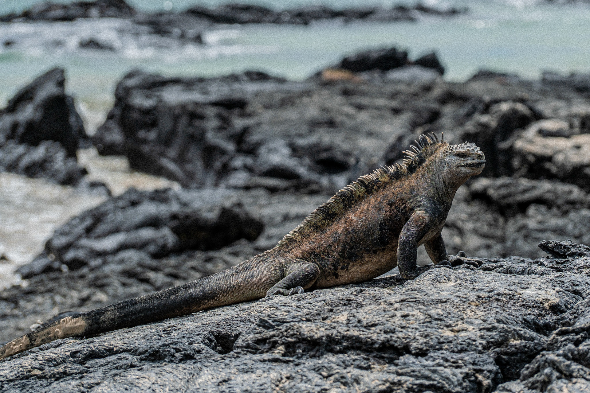 Galapagos Islands