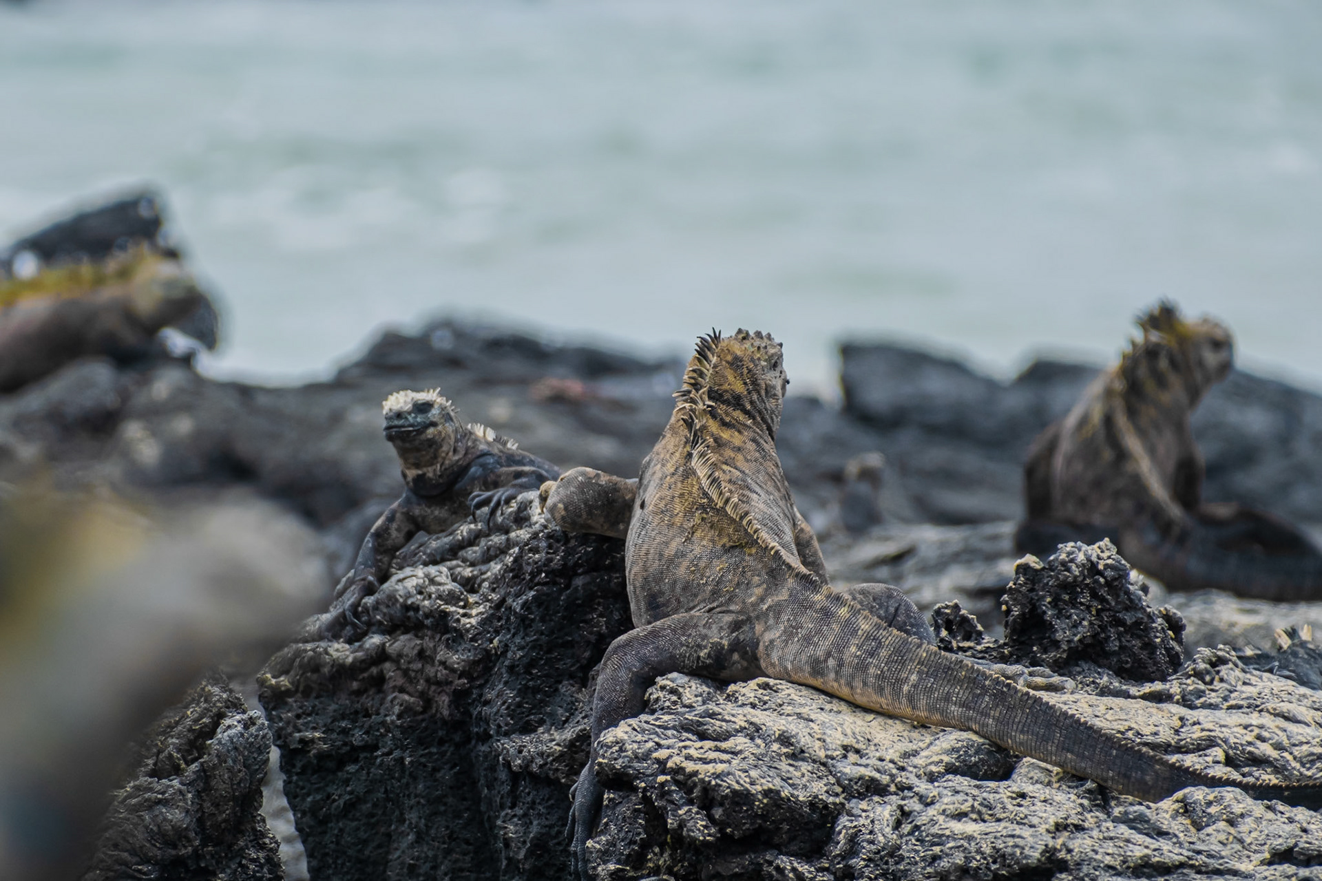 Galapagos Islands