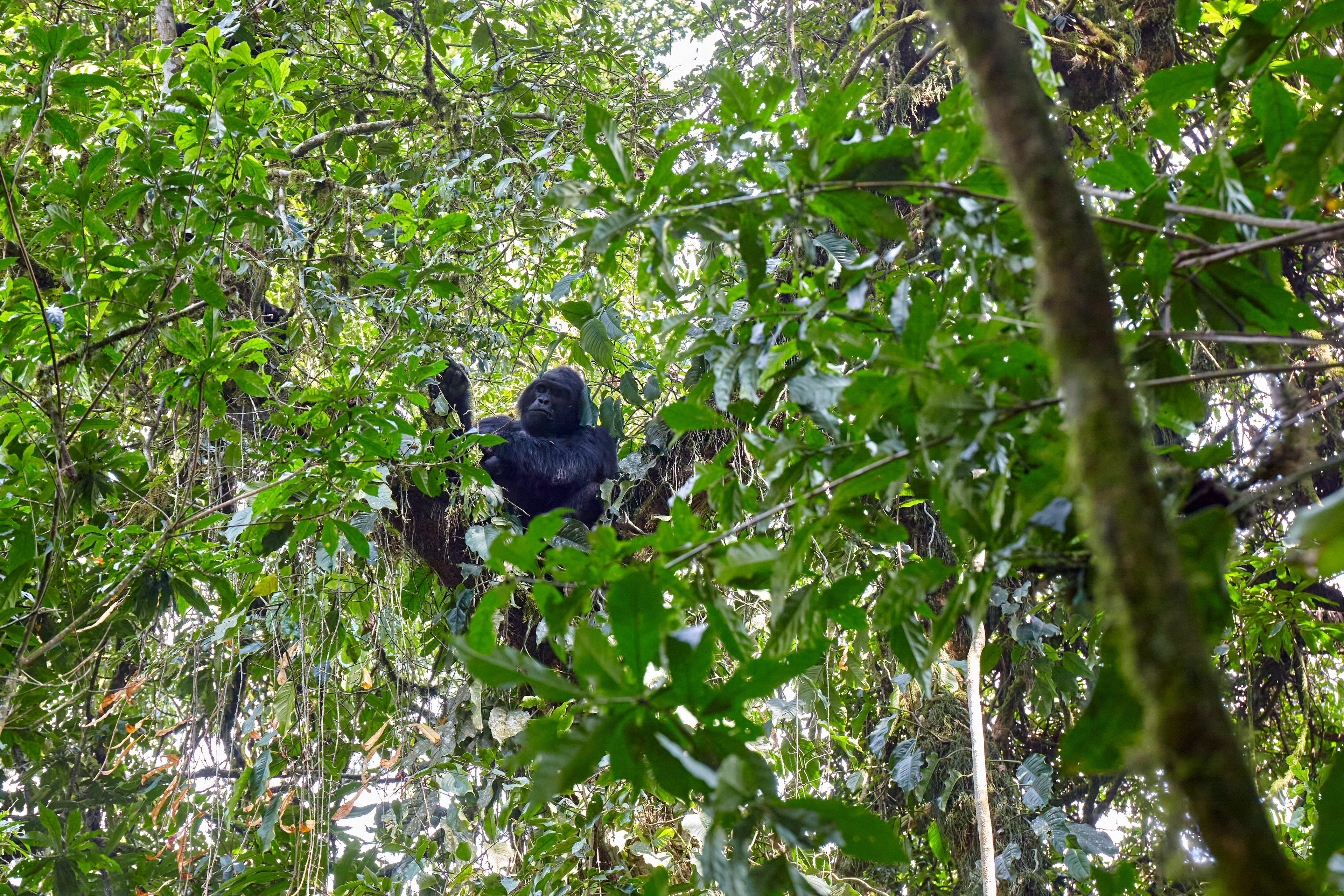 Uganda