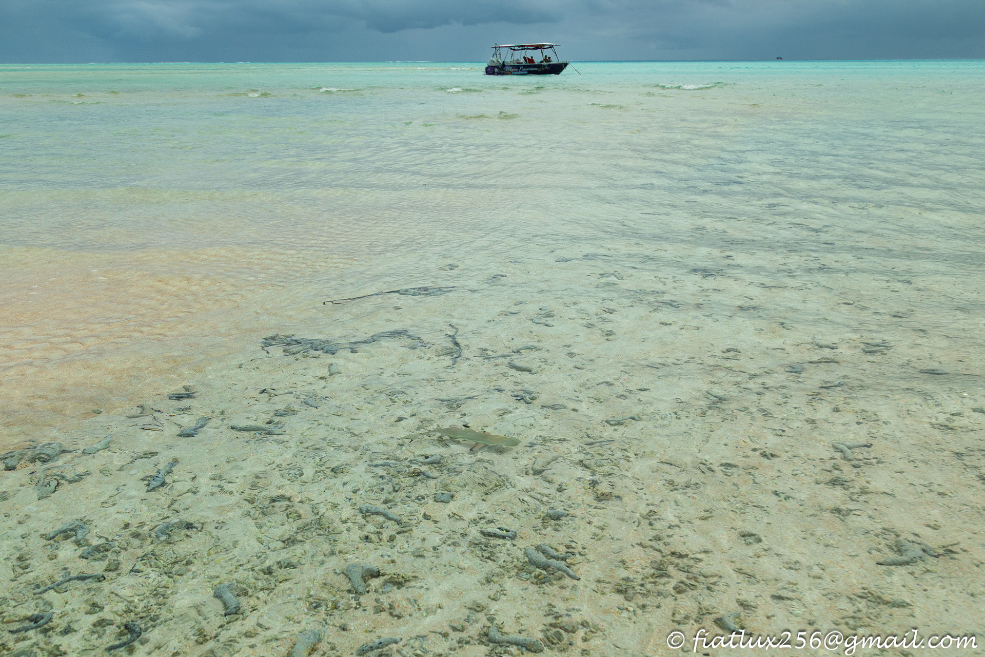 Baby shark (Fakarava)