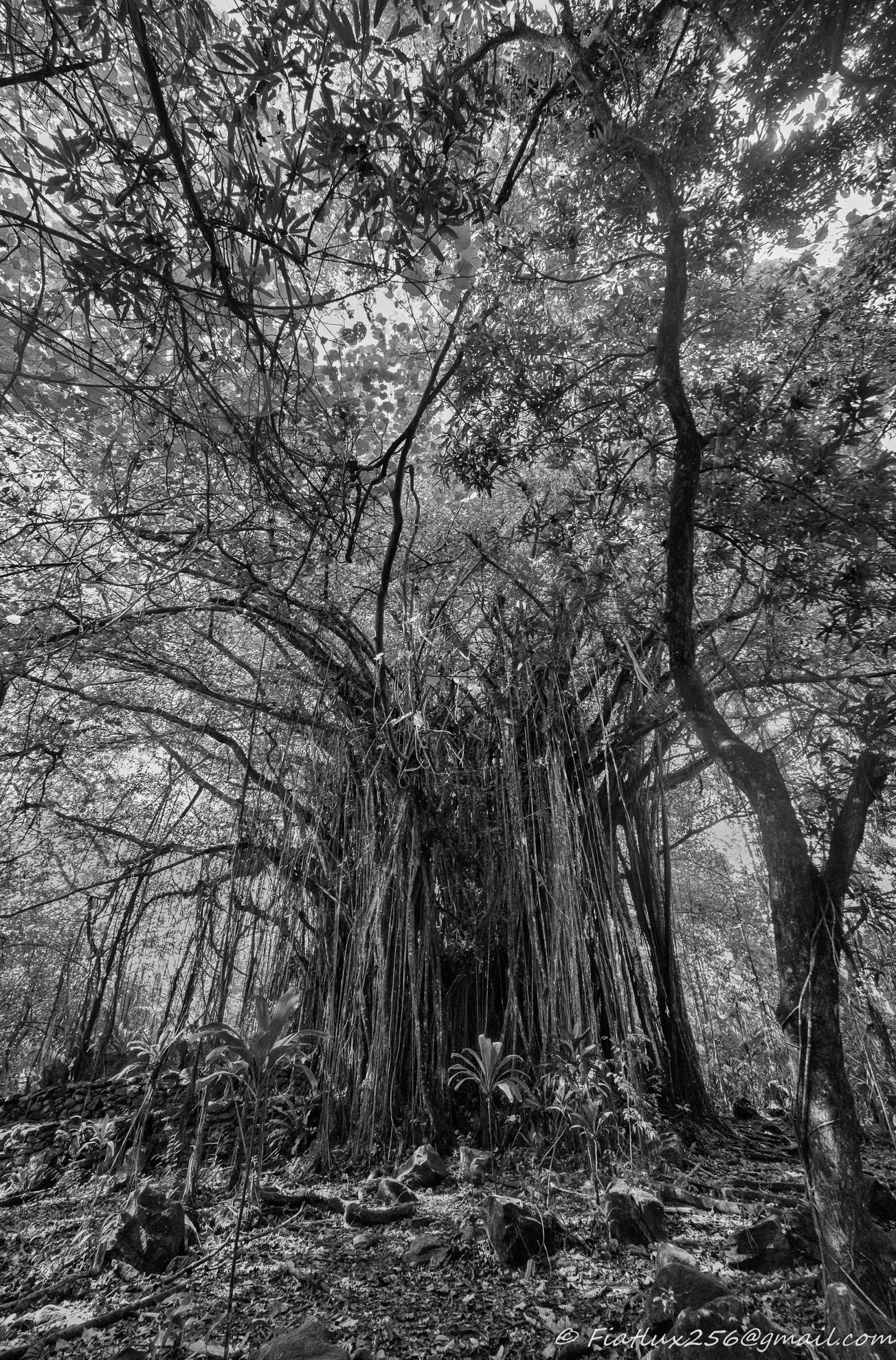 Banian (Huahine)