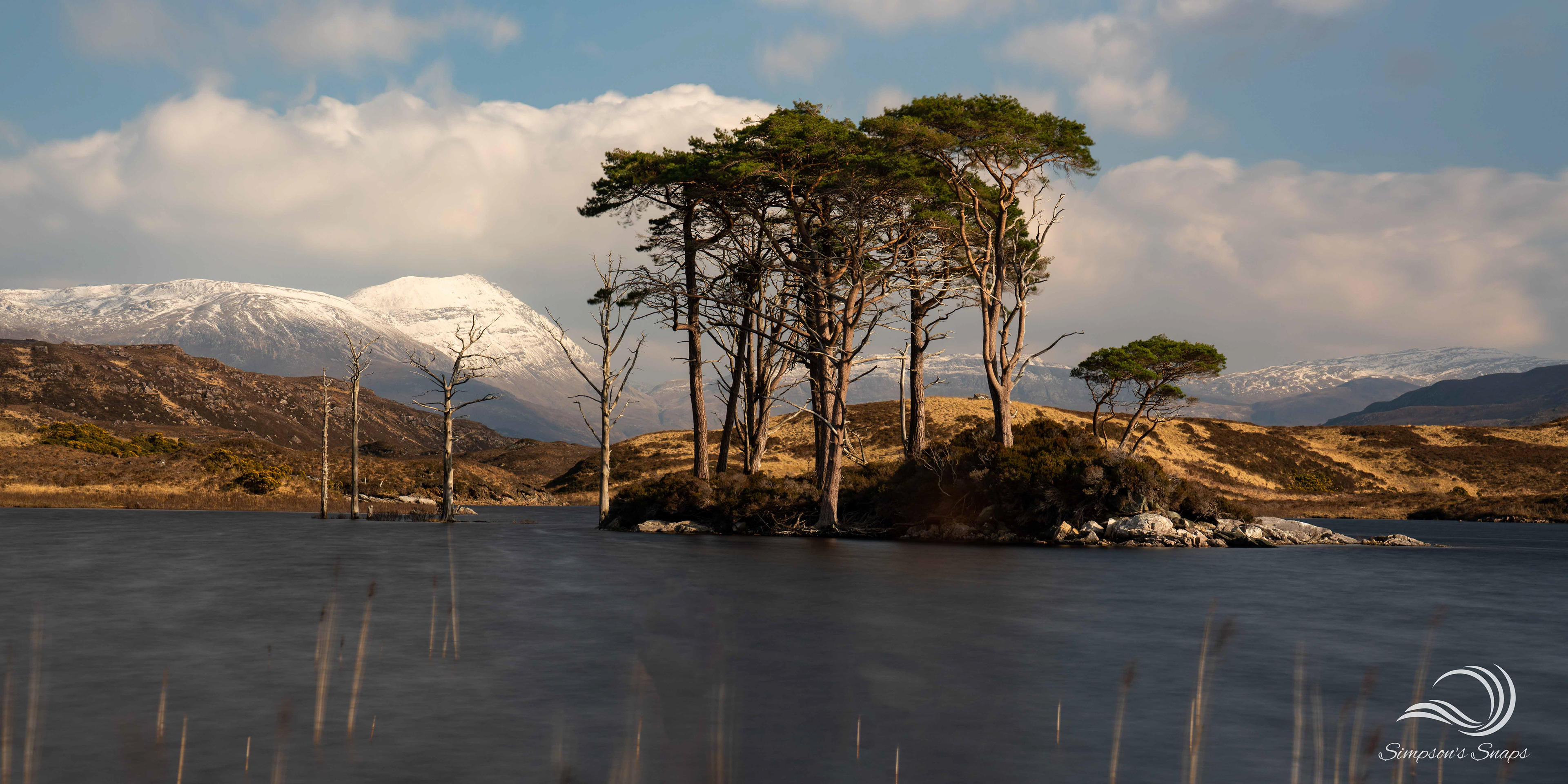 Loch Assynt Trees