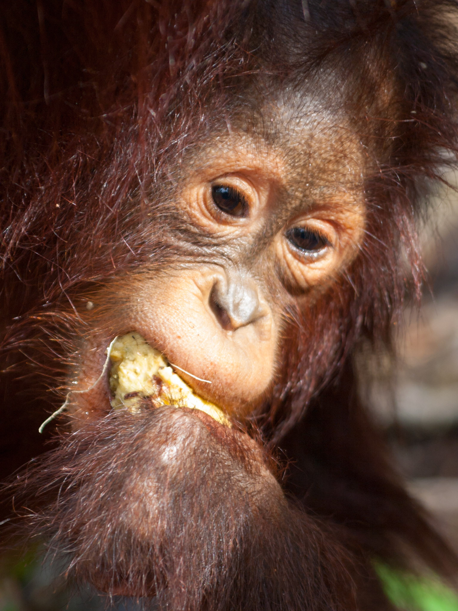Orangutan cub eating closeup