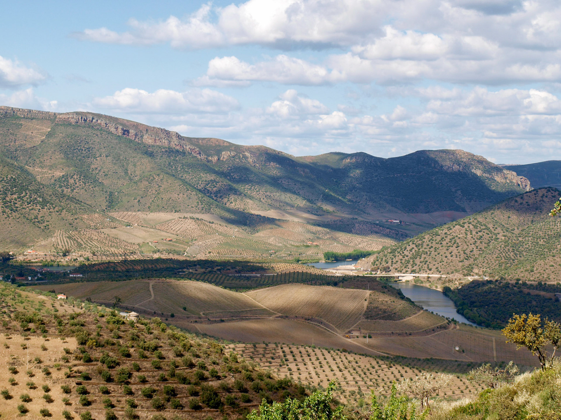 Olive groves and vineyards by Douro river