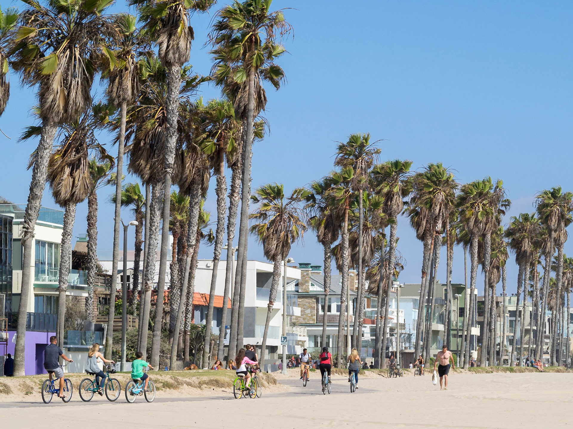 Cycling along Venice beach palm tree line