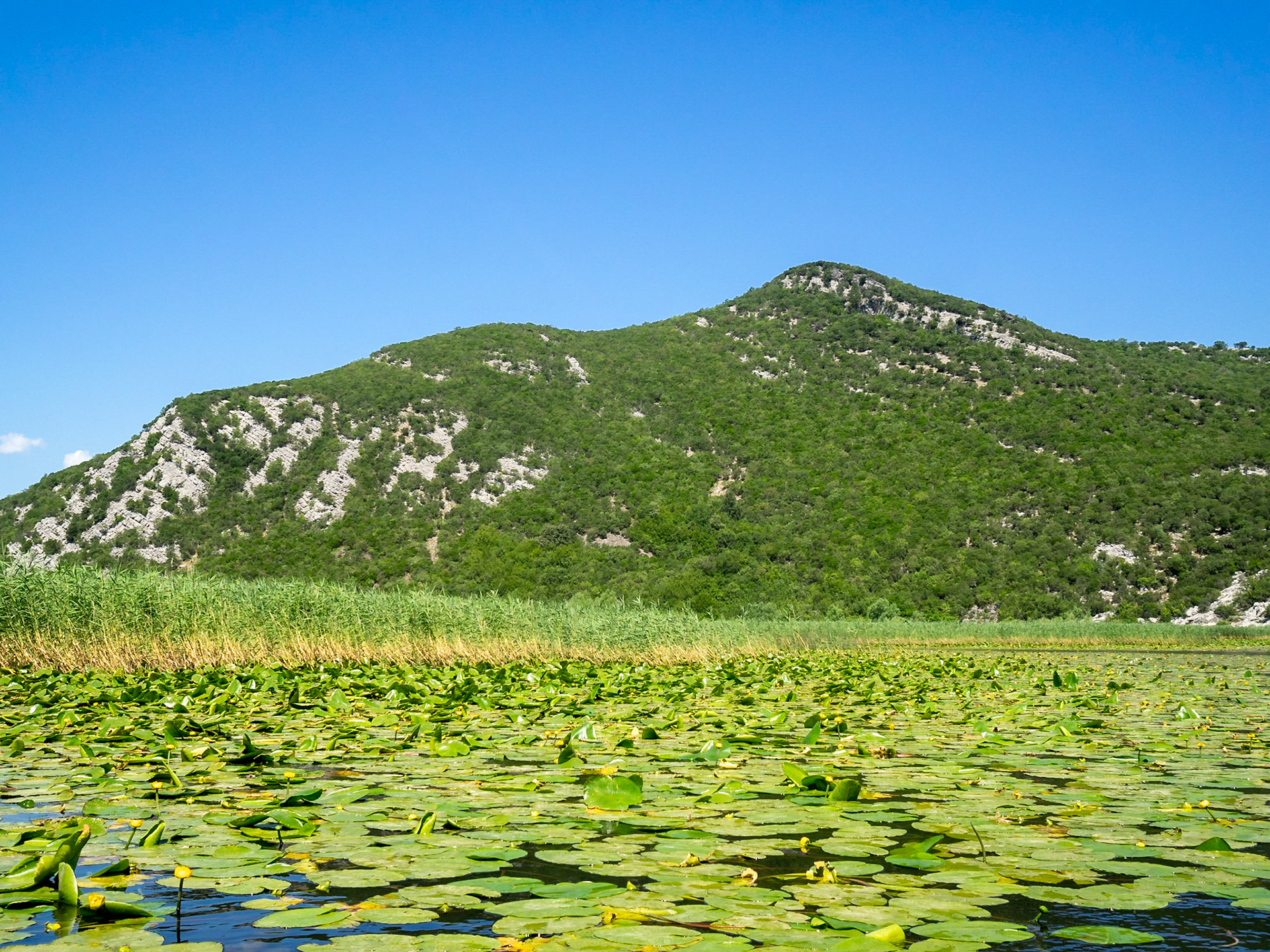 Water lilies covering Lake Skadar, Montenegro