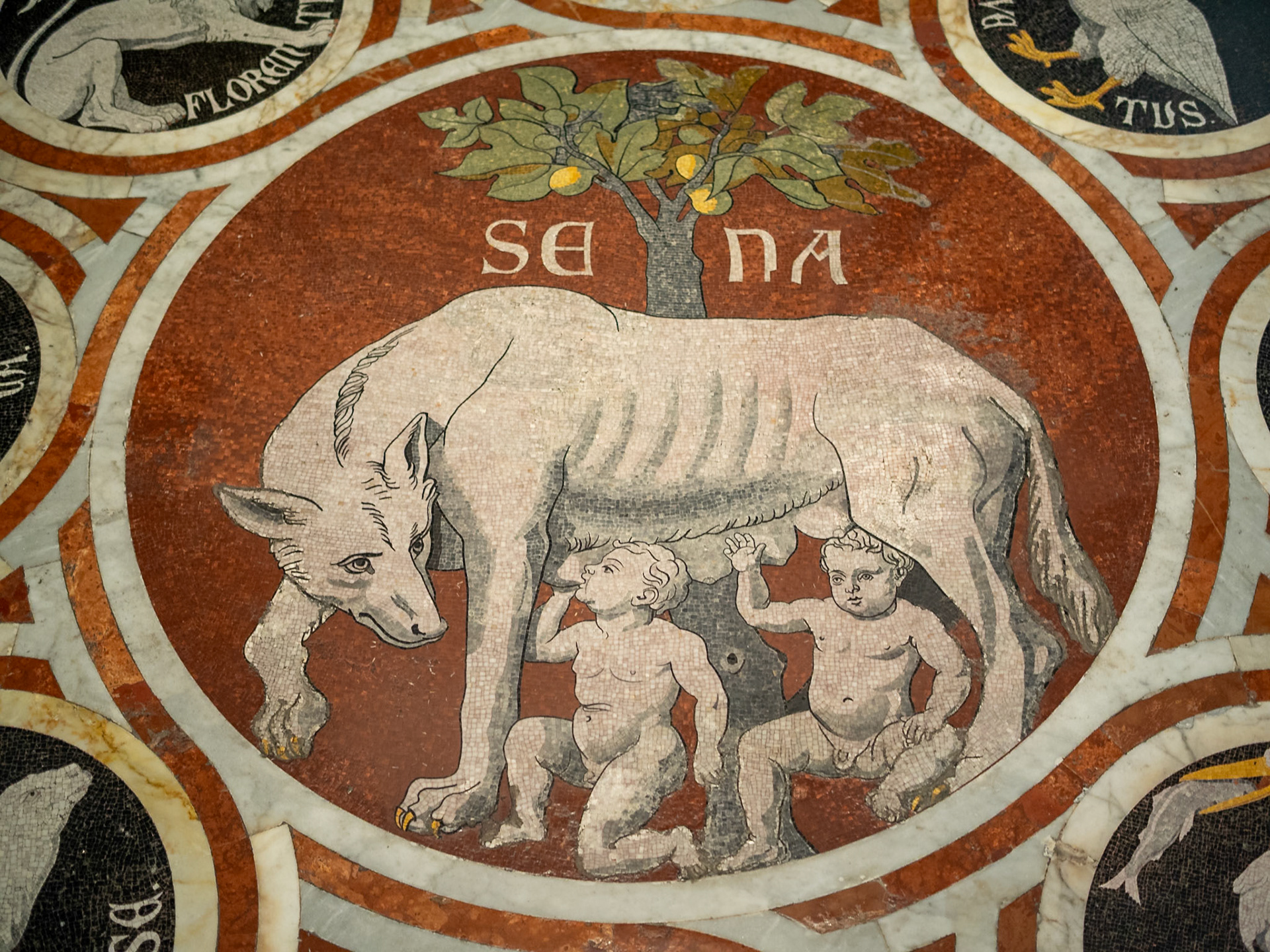 The She-Wolf of Siena, Siena Duomo floor detail