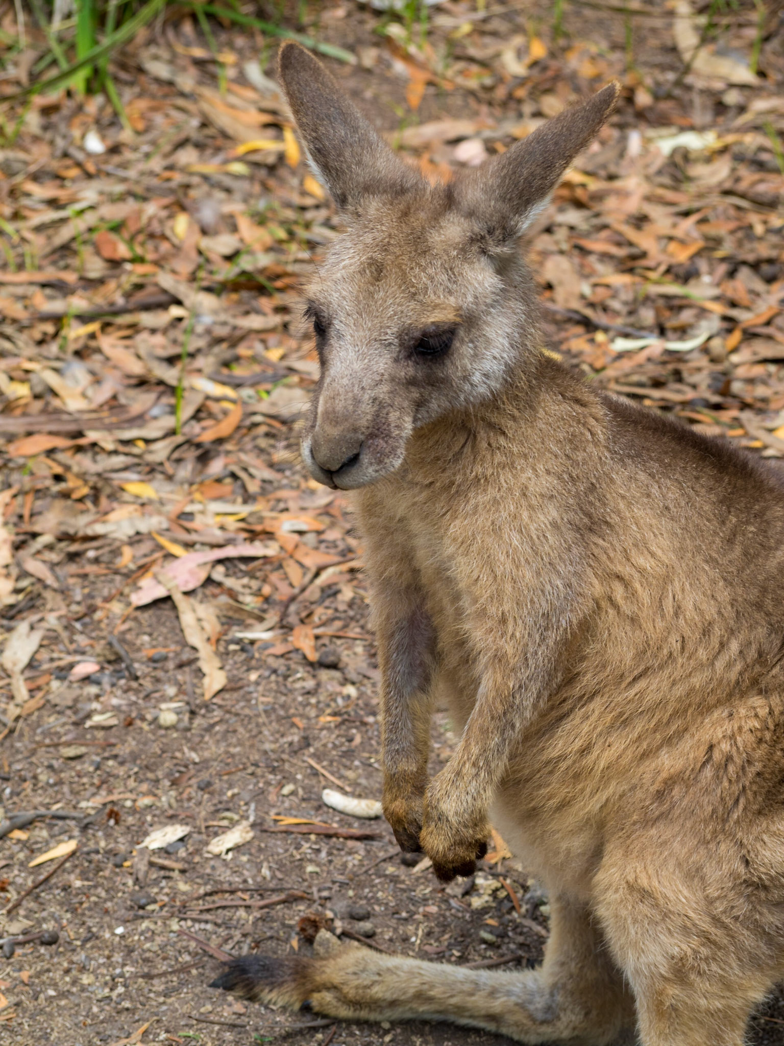 Kangaroo