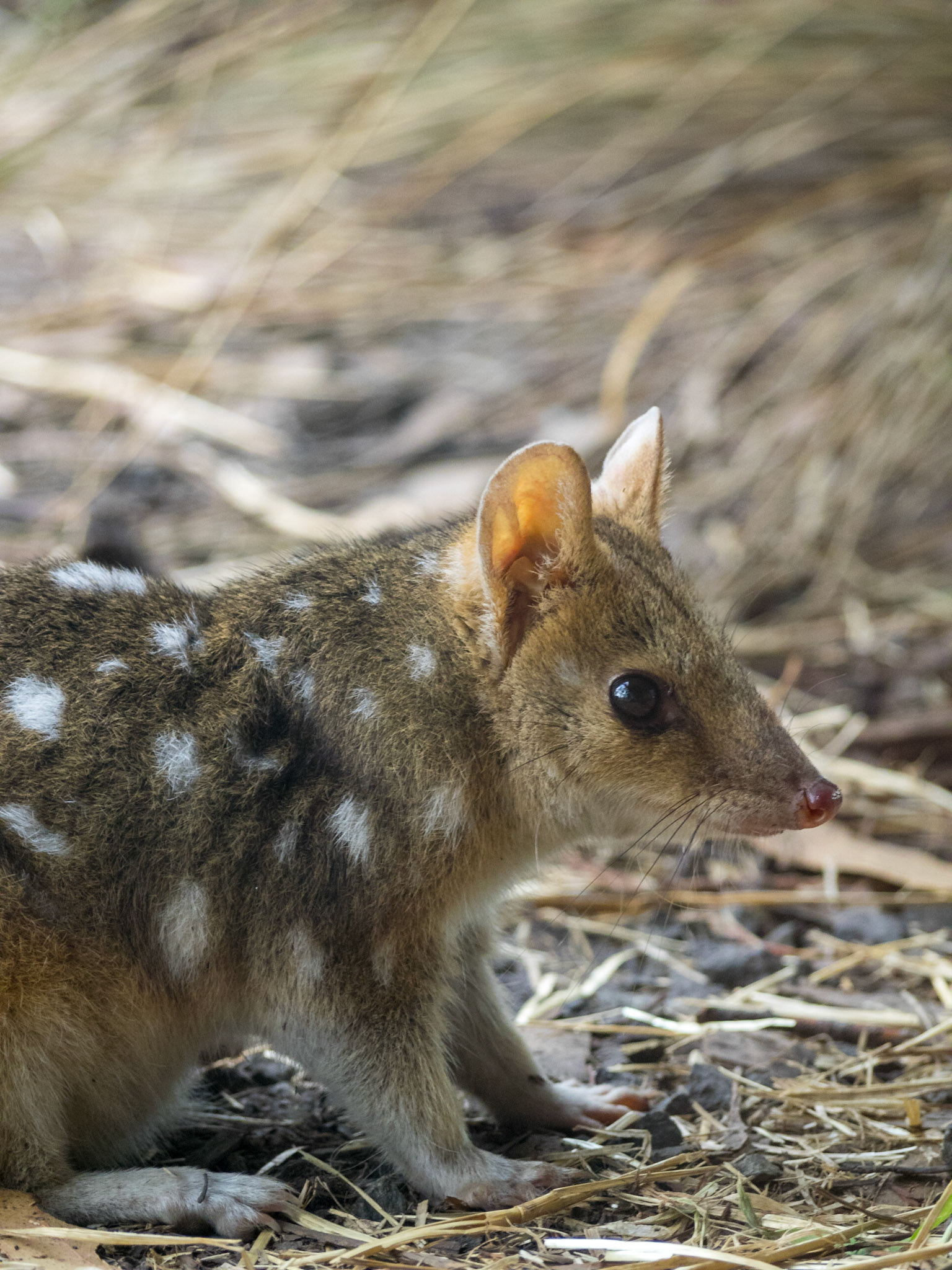 Eastern quoll