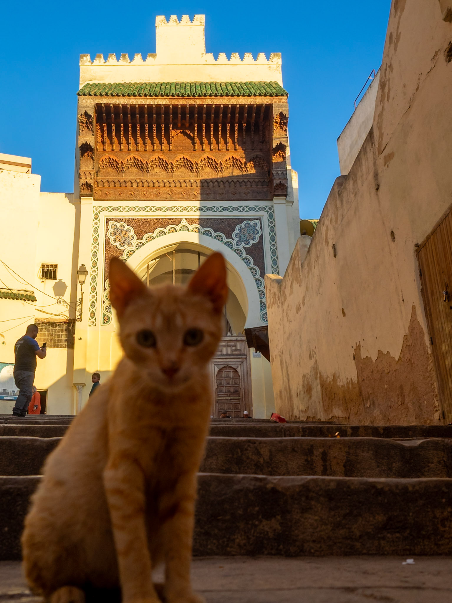 A street cat in front of the Mosque of the Andalusians portal, Morcocco
