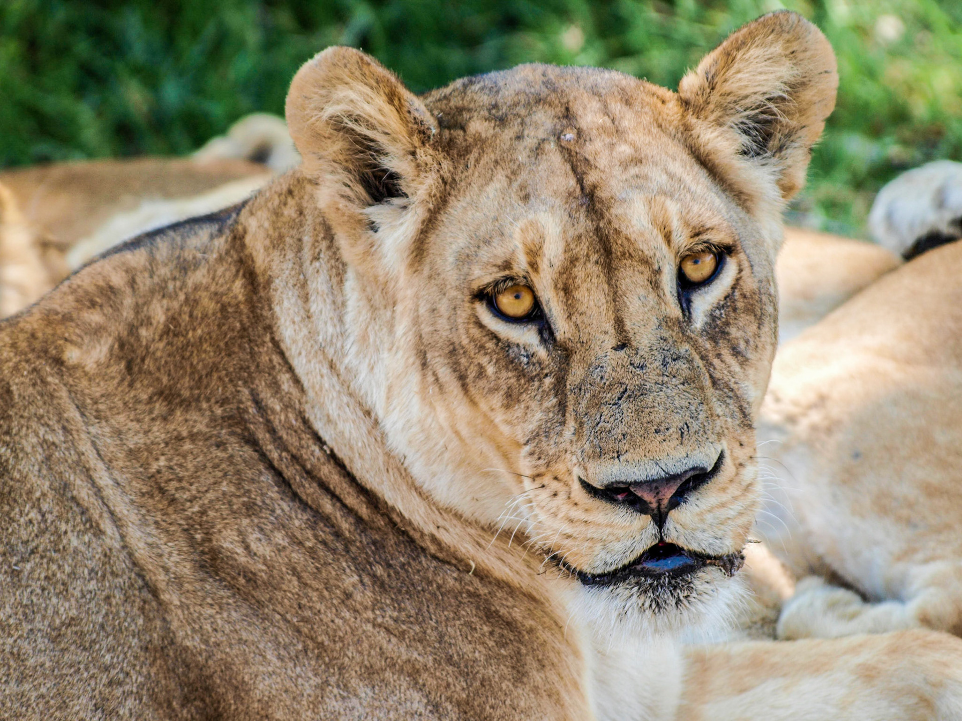 Lioness head with yellow eyes closeup