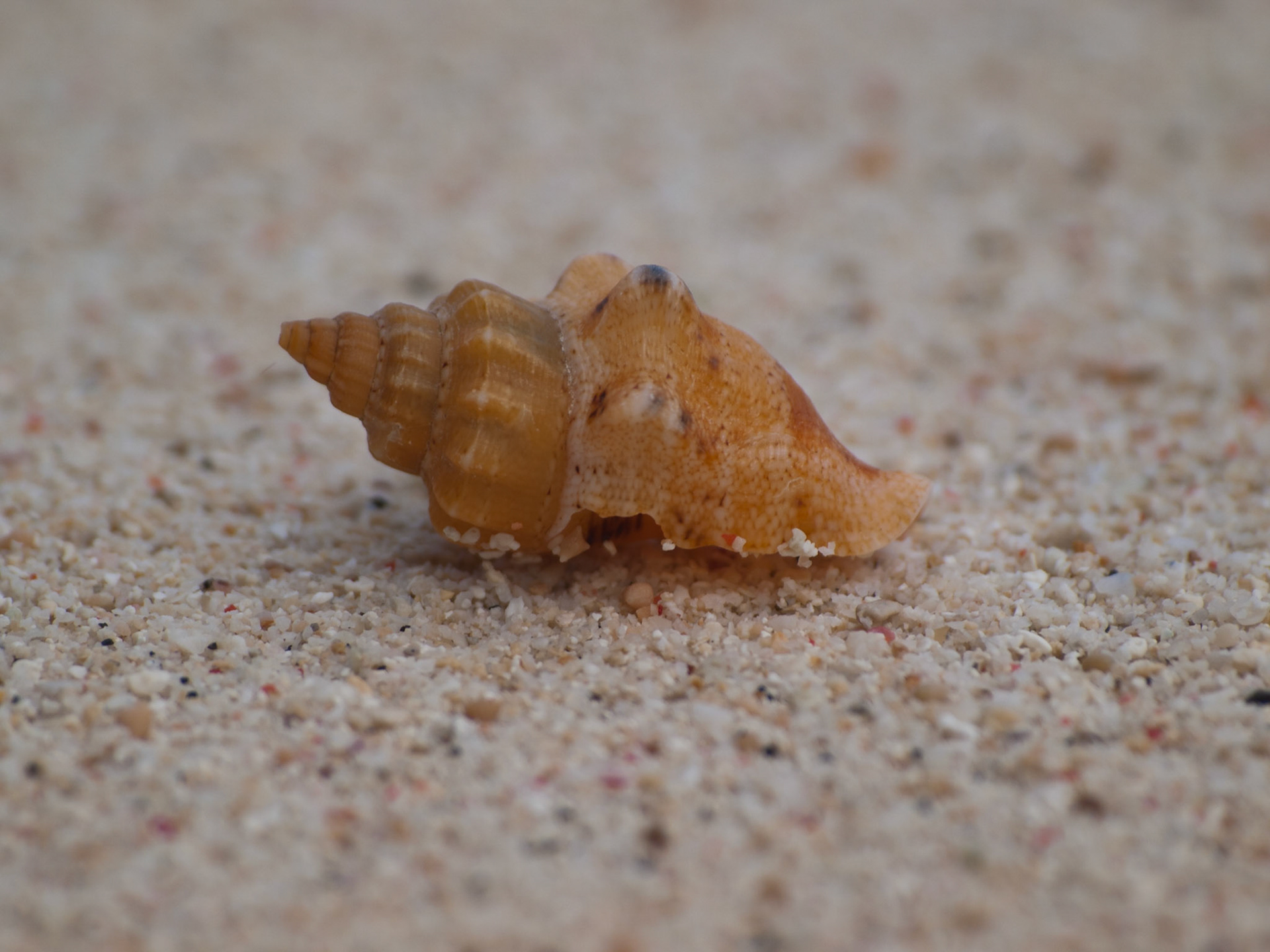 Orange seashell closeup in the sand