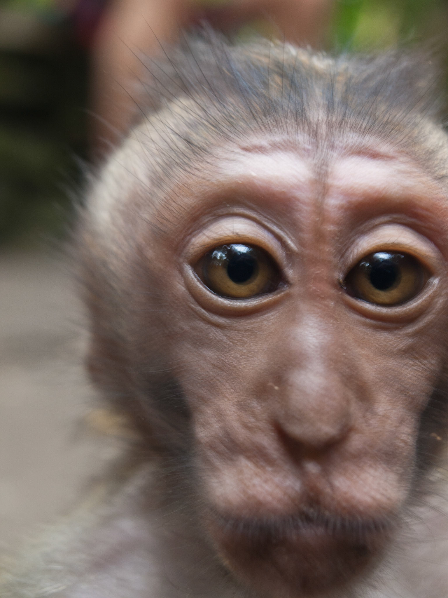 Monky face with big eyes close-up to the camera lens