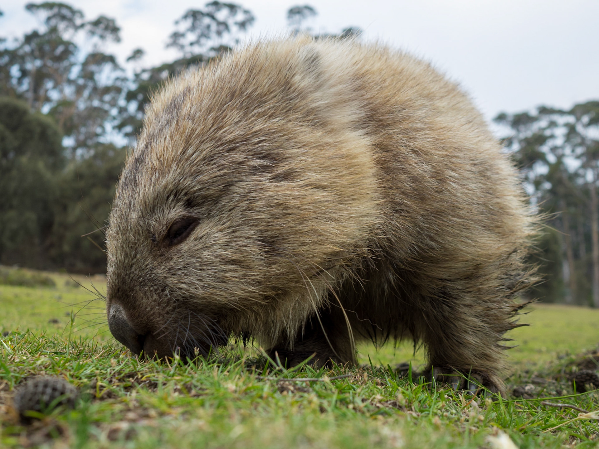 Wombat grazing in the grass