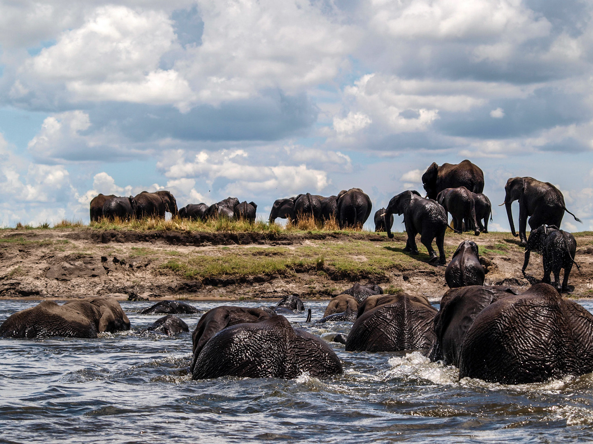 Elephant group closeup crossing Chobe river