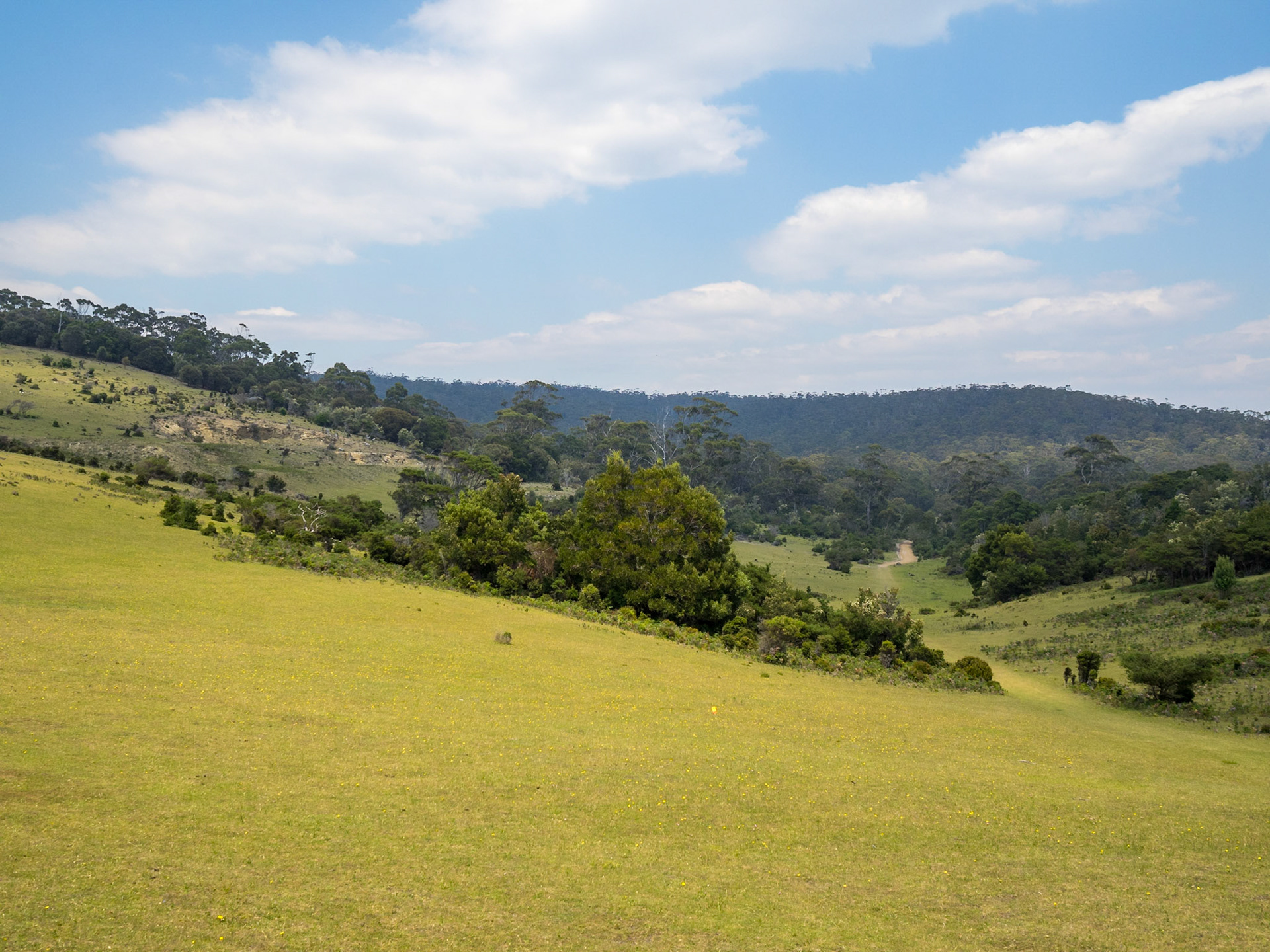 Maria Island green and yellow landscape