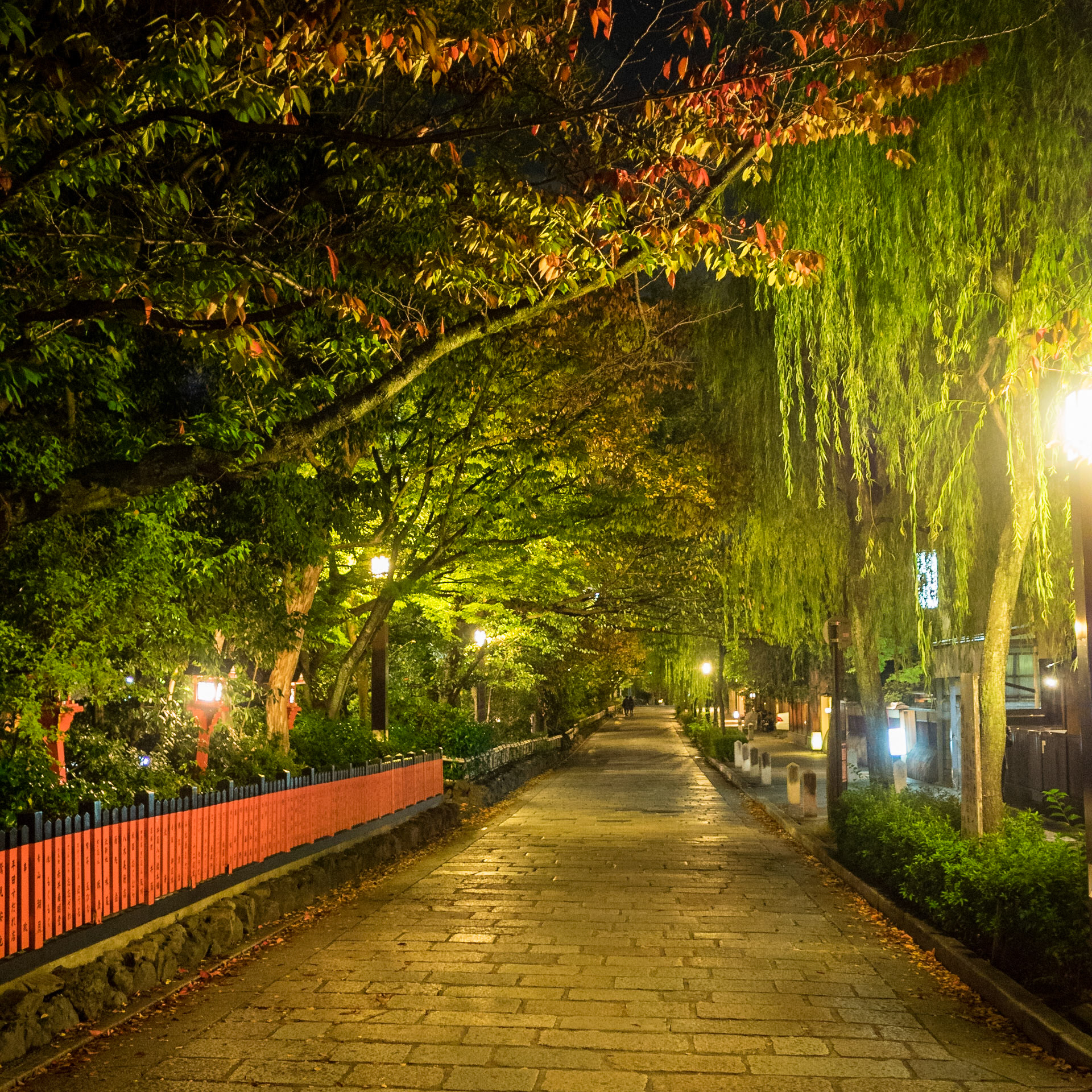Gion street covered in willows seen in the night lights