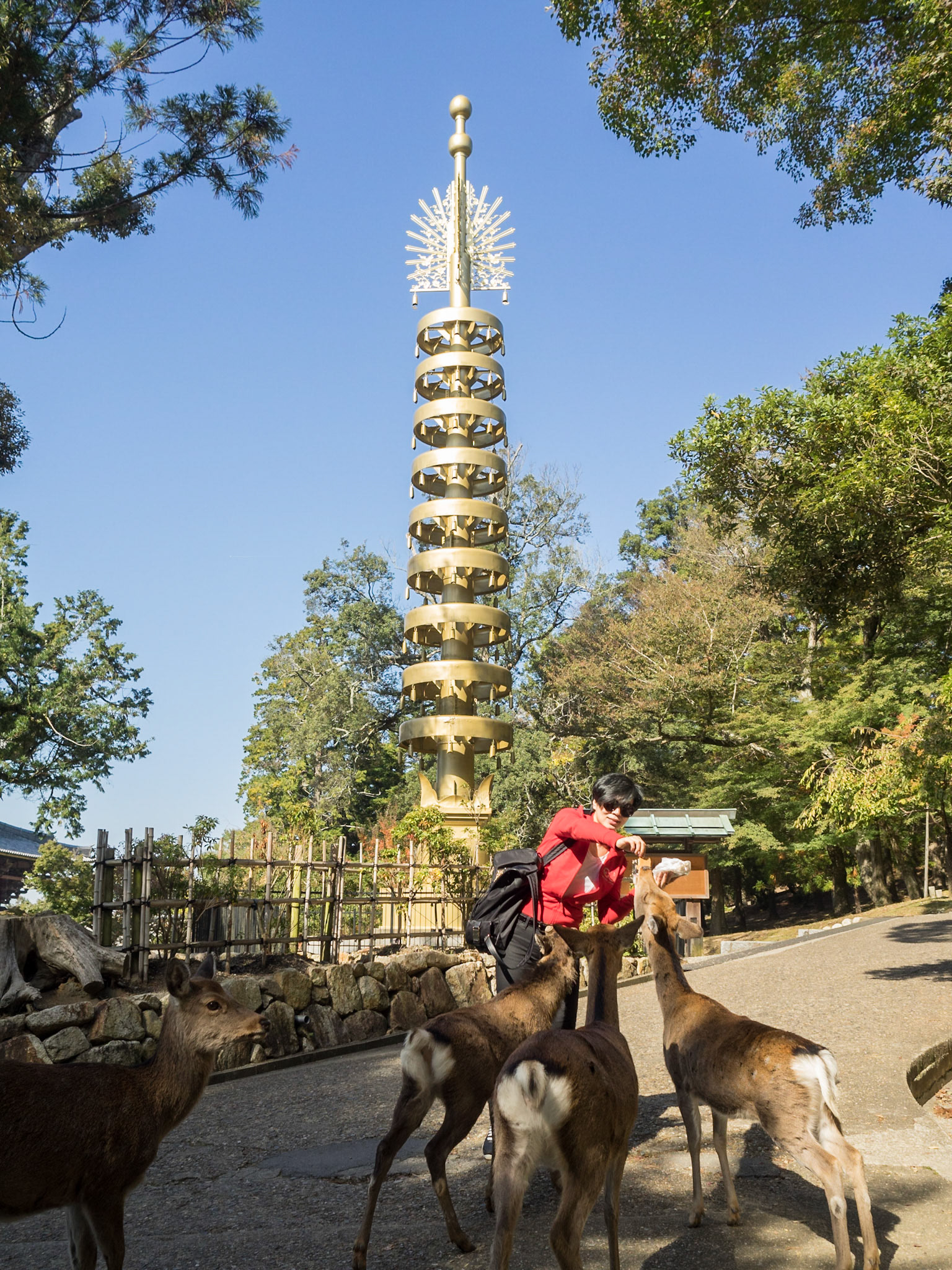 Woman feeding deer in Nara park