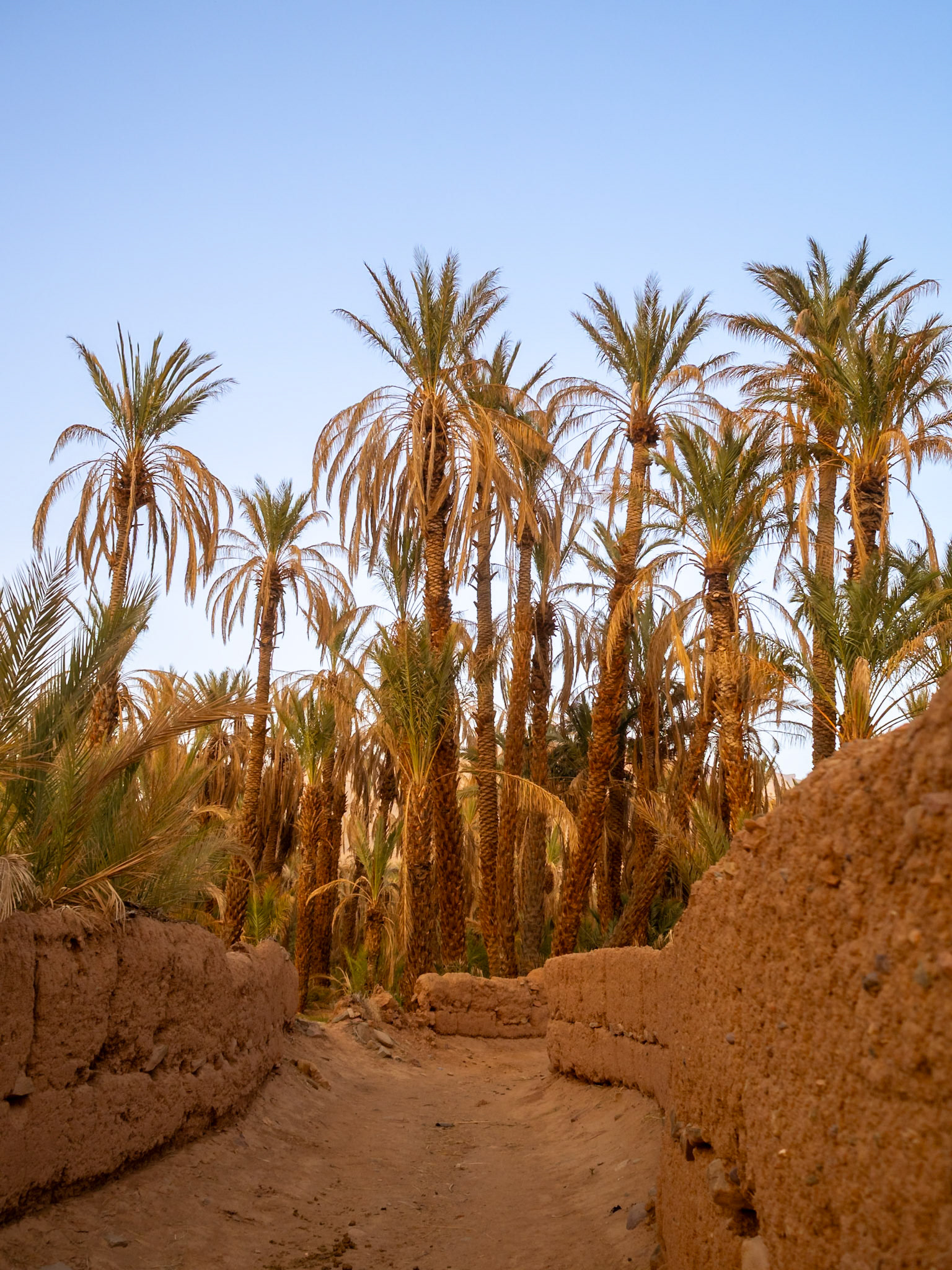 Ouled Otmane date palm grove path, Morcocco