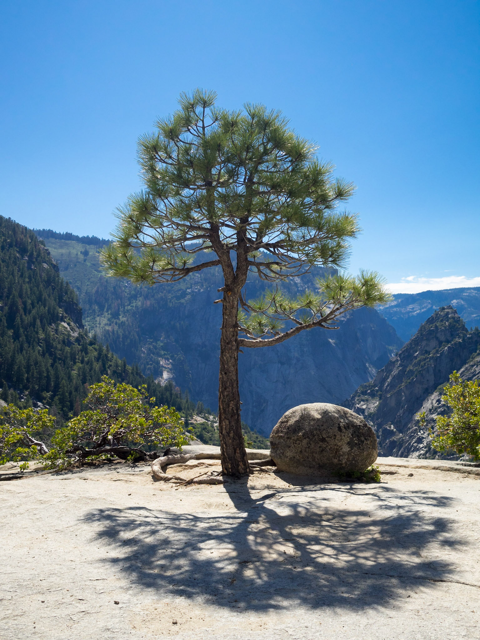 Pine tree and round rock over Yosemite valley