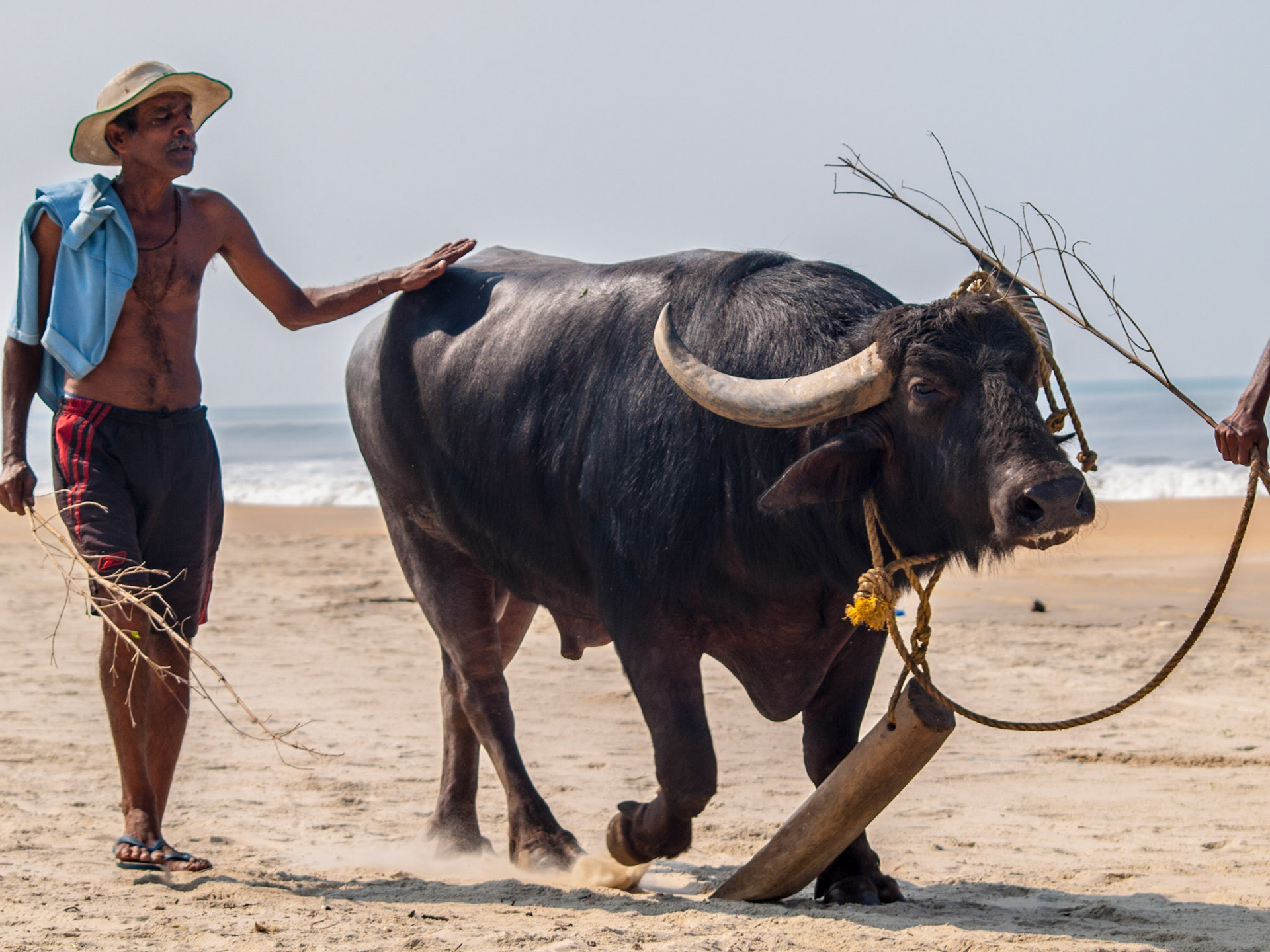 Man walking with an ox in Betalbatim beach