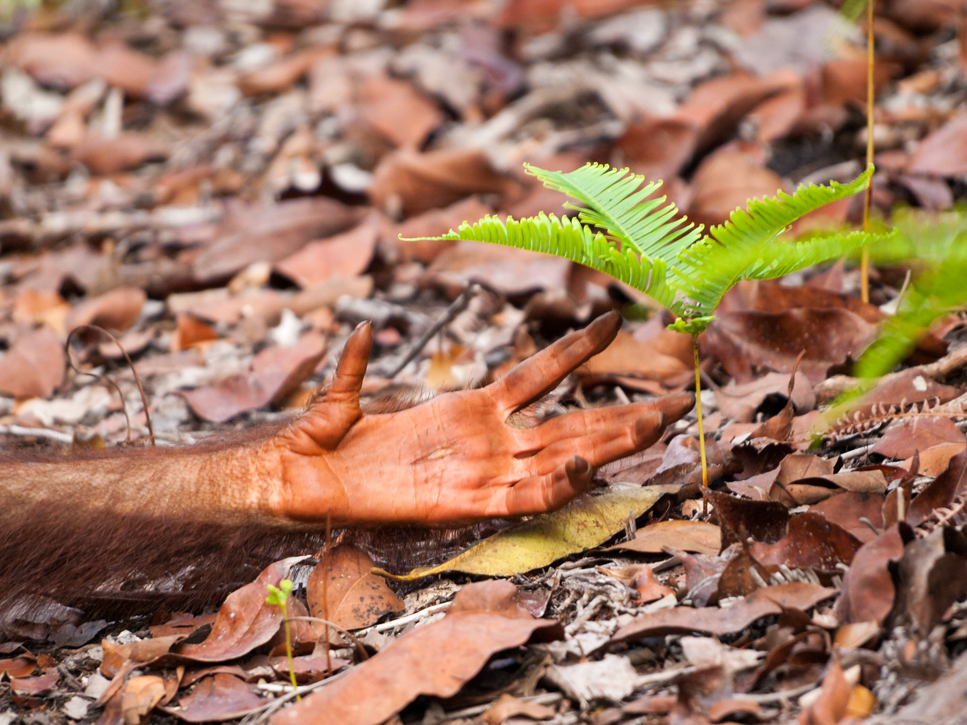Orangutan hand