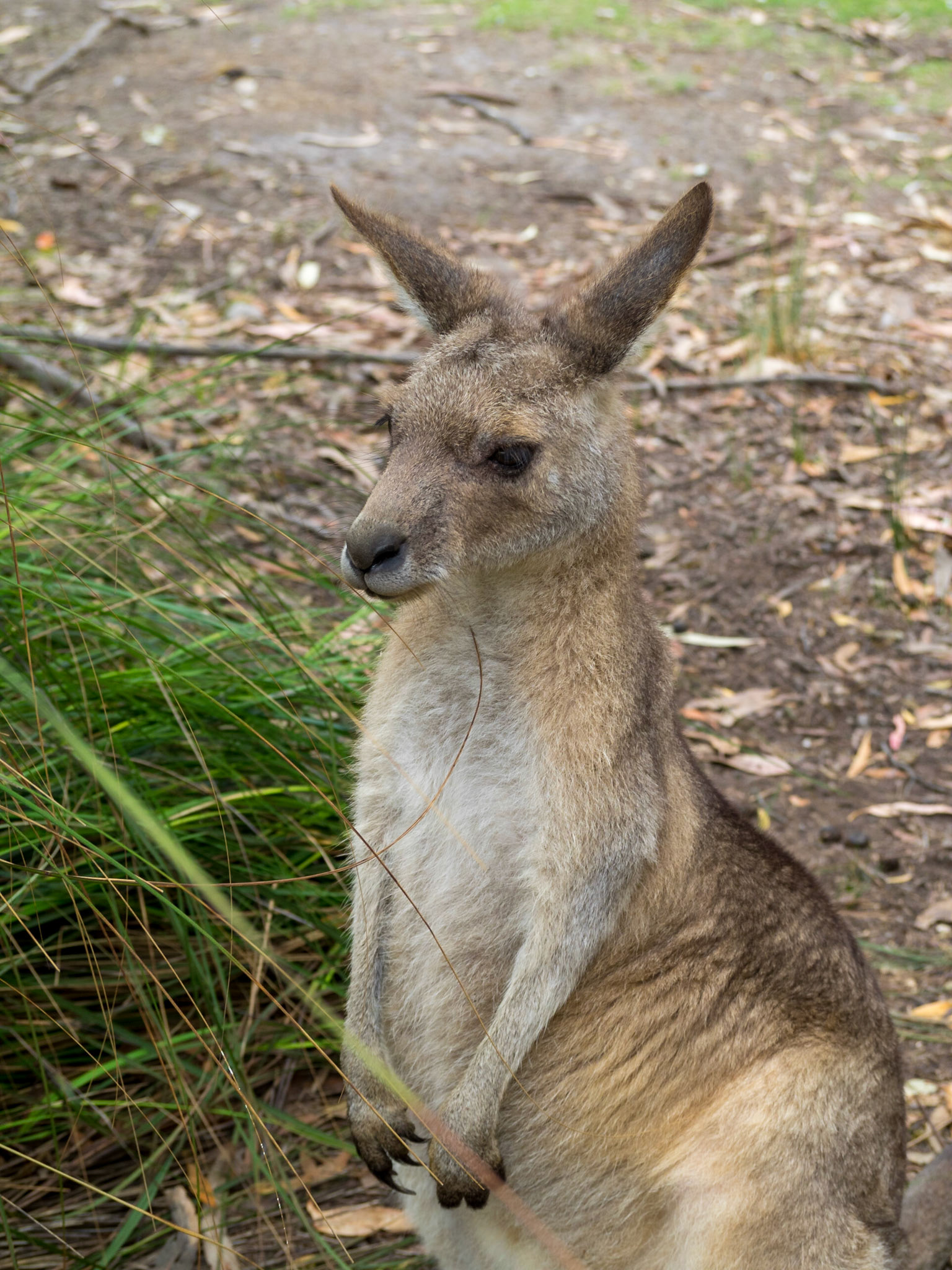 Kangaroo