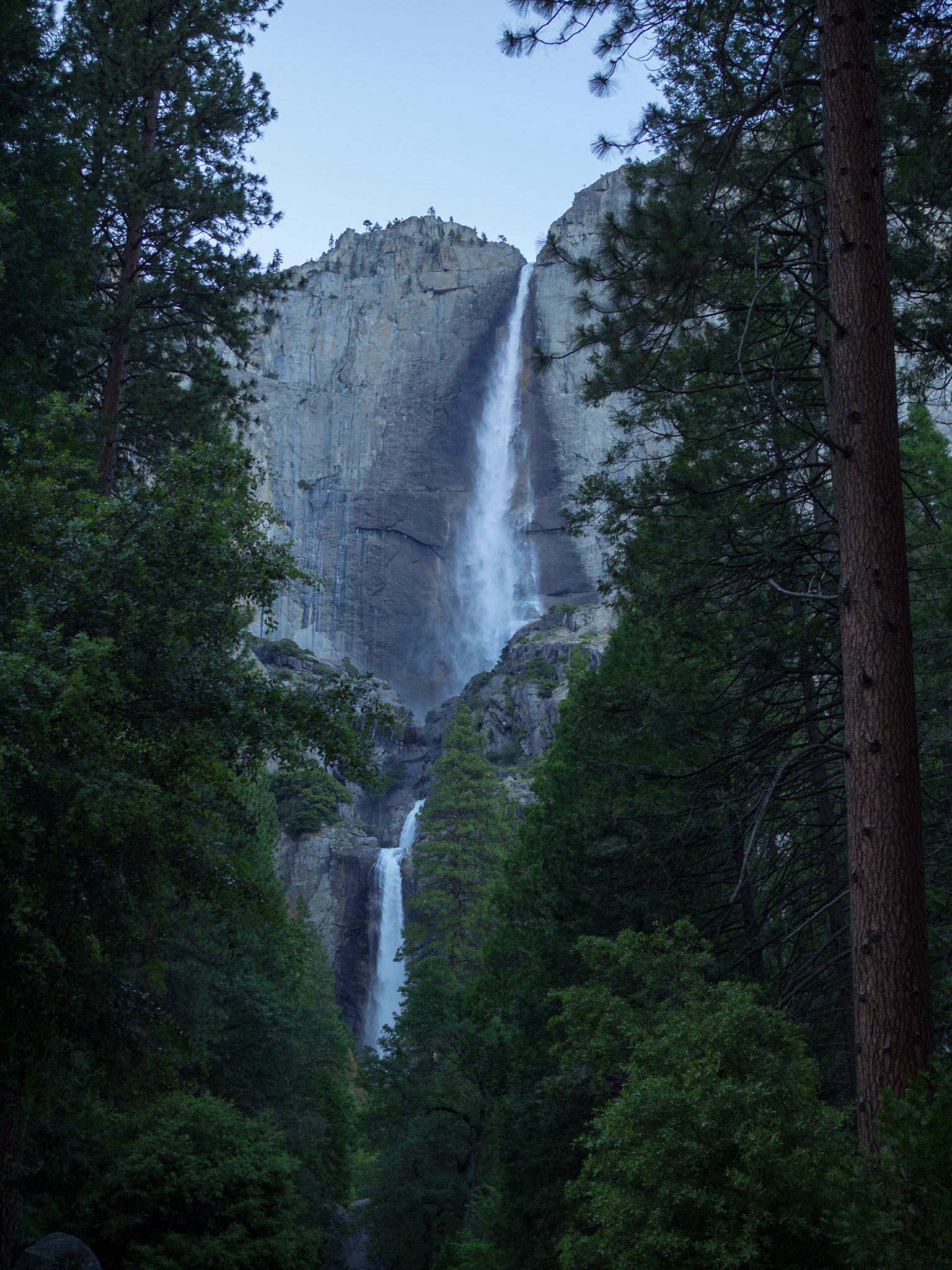 Yosemite falls between the pine trees
