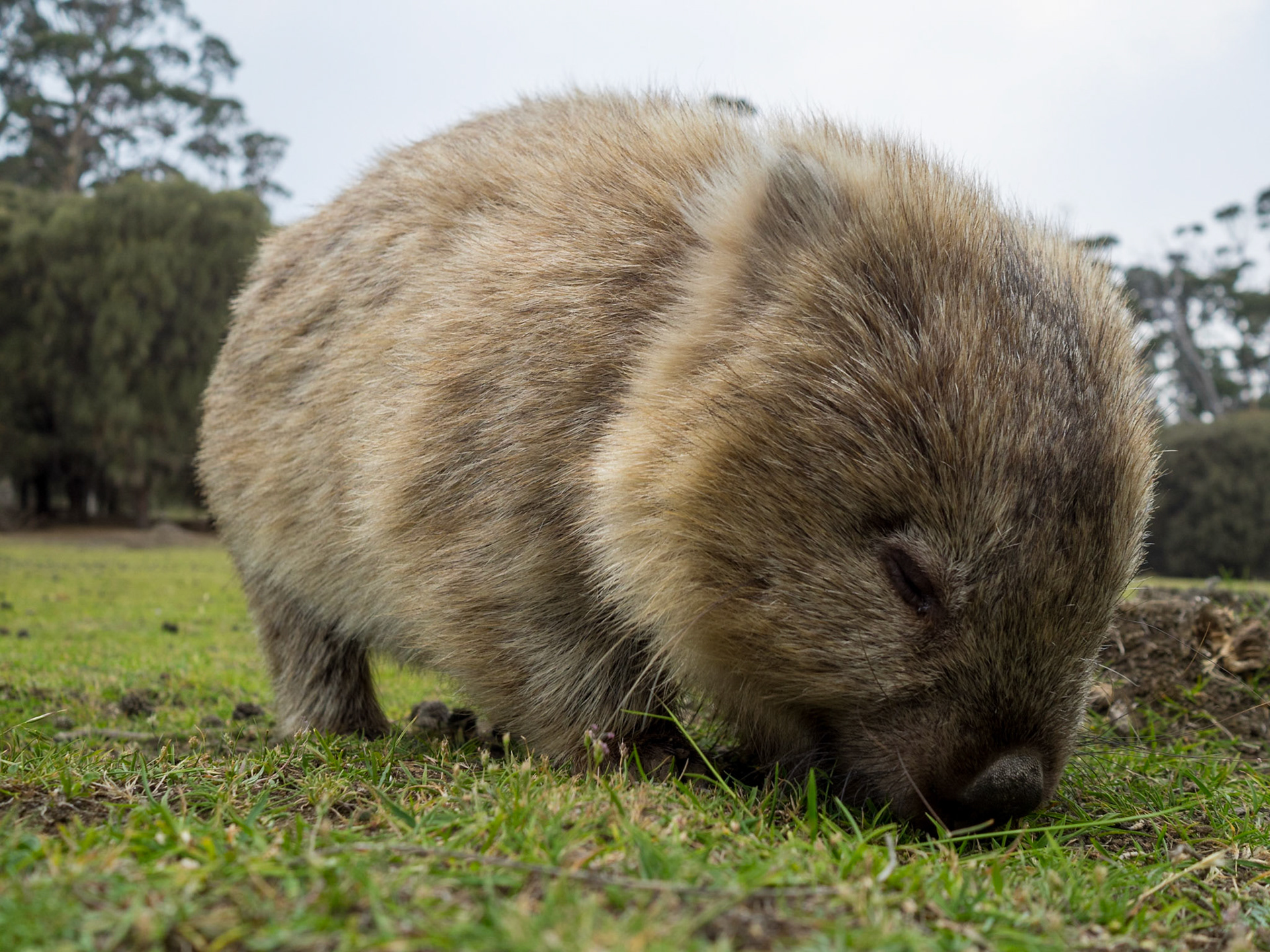 Wombat grazino in the grass