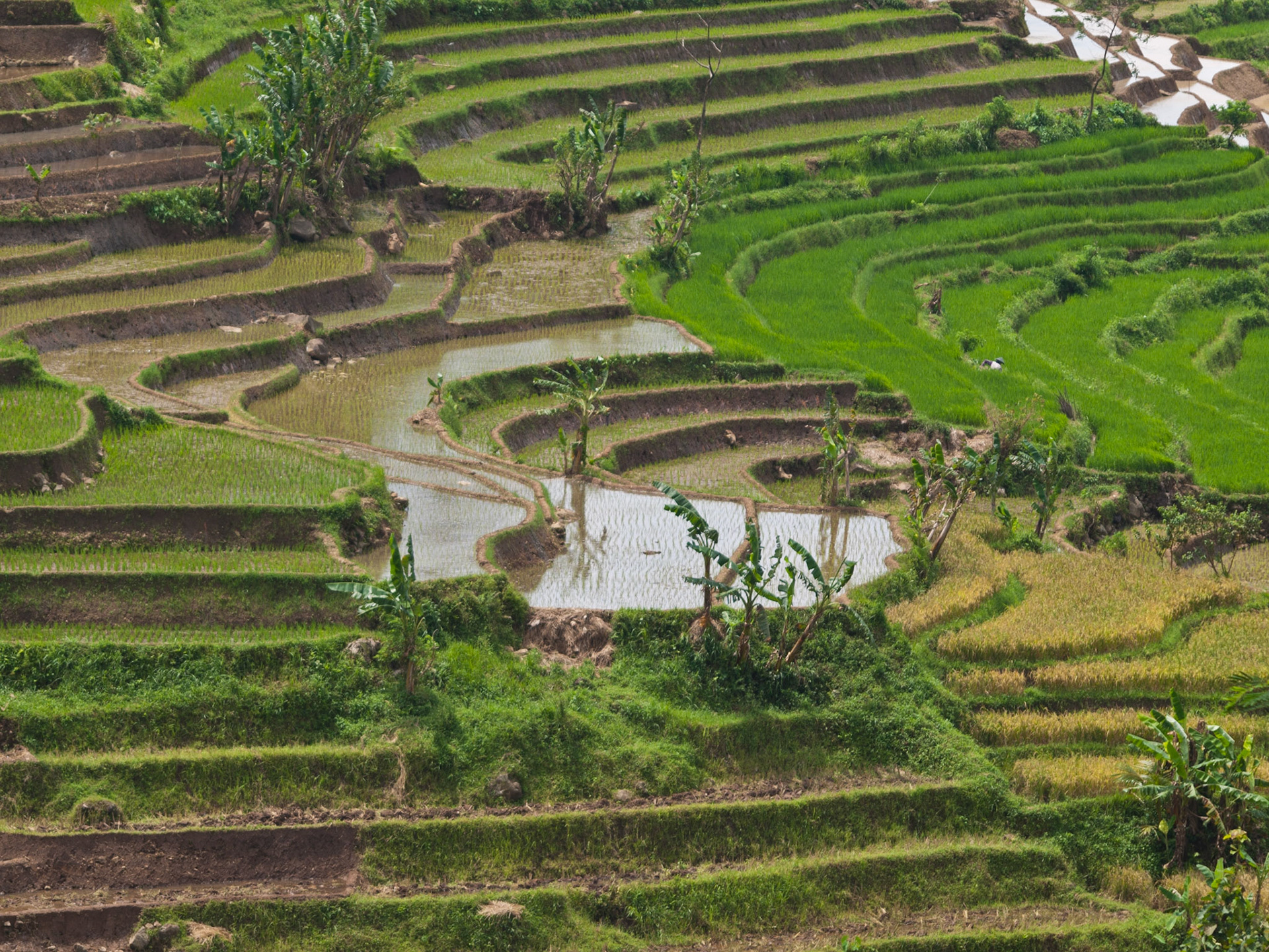 Rice paddies