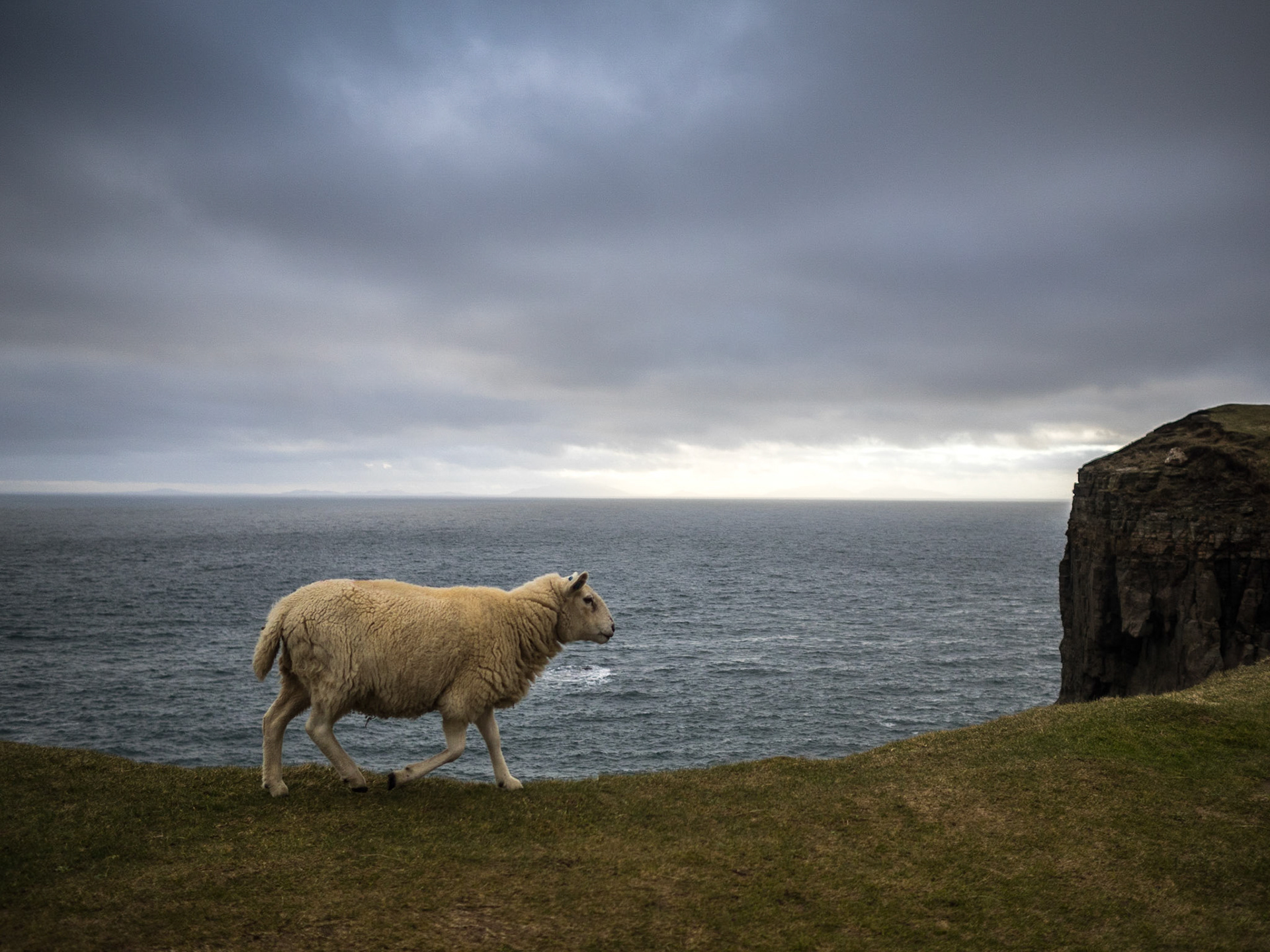 Sheep in Neist Point