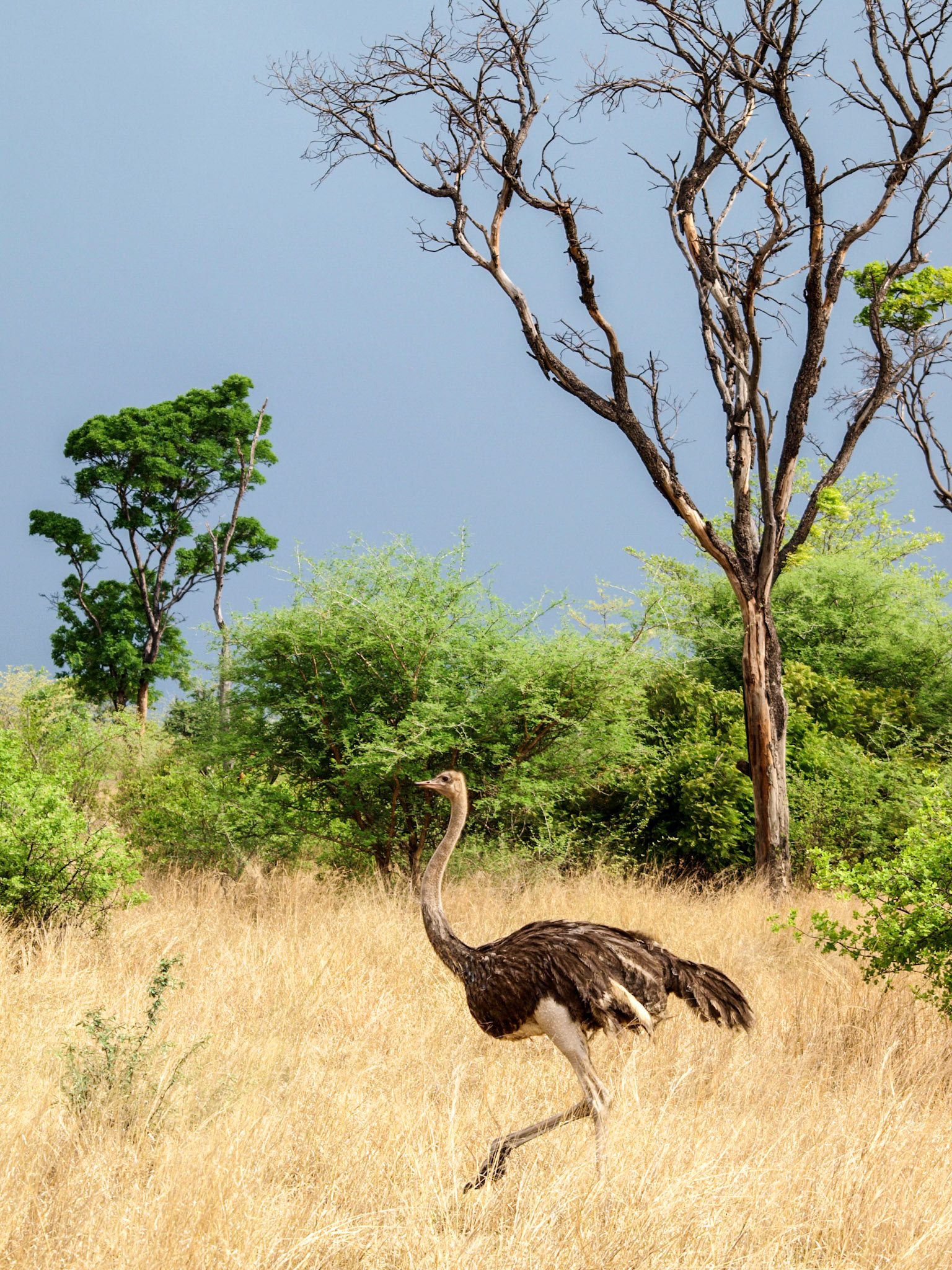 Ostrich running in the grass with dark sky