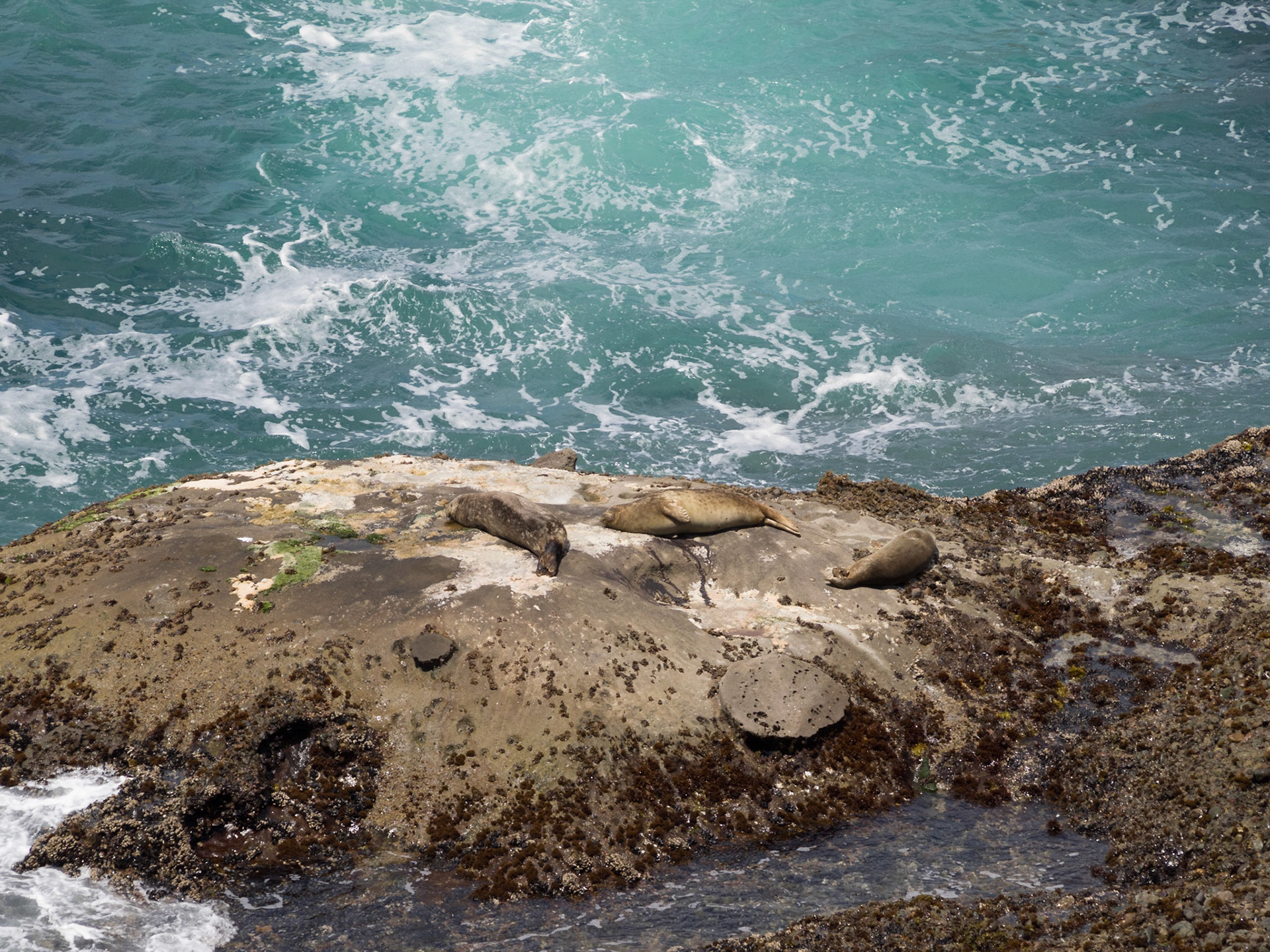 Sealions resting on the rocks at Point Lobos State Natural Park