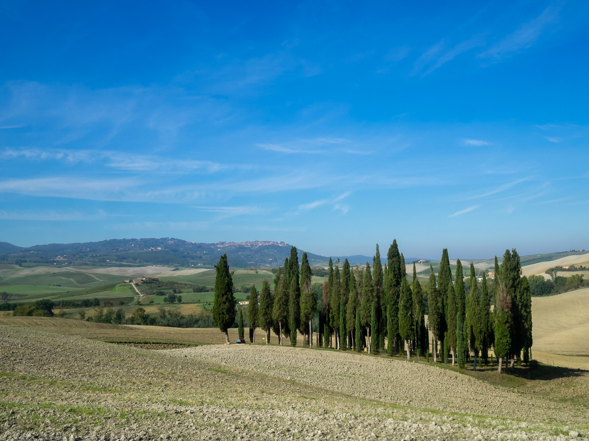 Cypress trees in Tuscany landscape