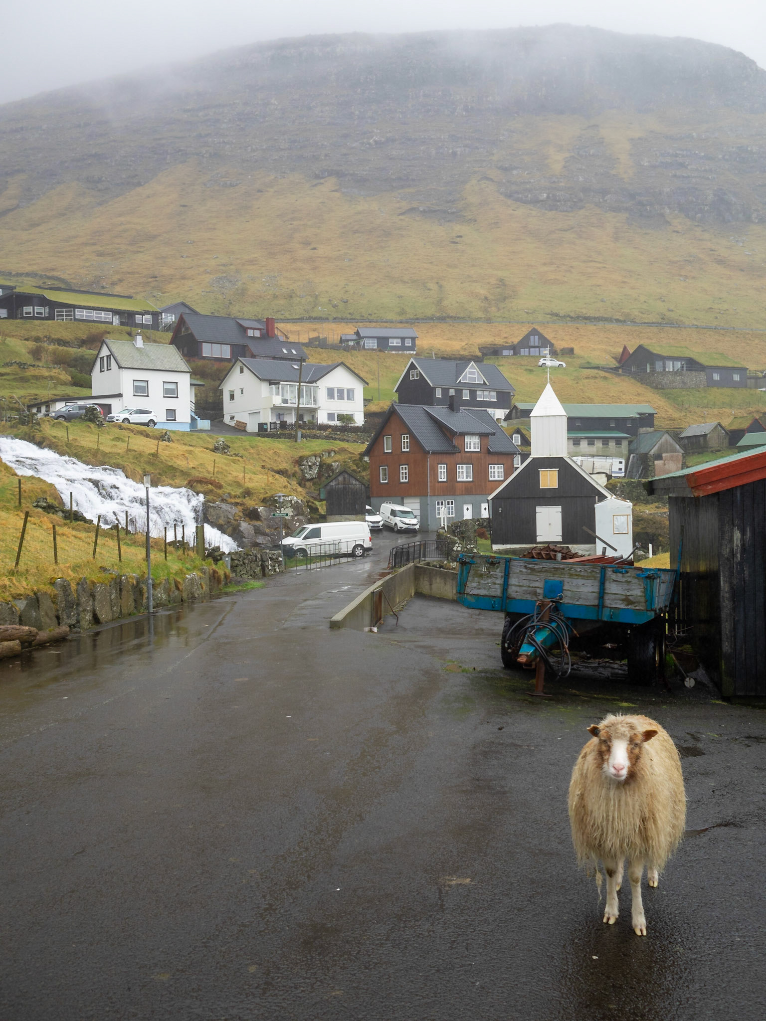 A sheep on the road in Bøur village