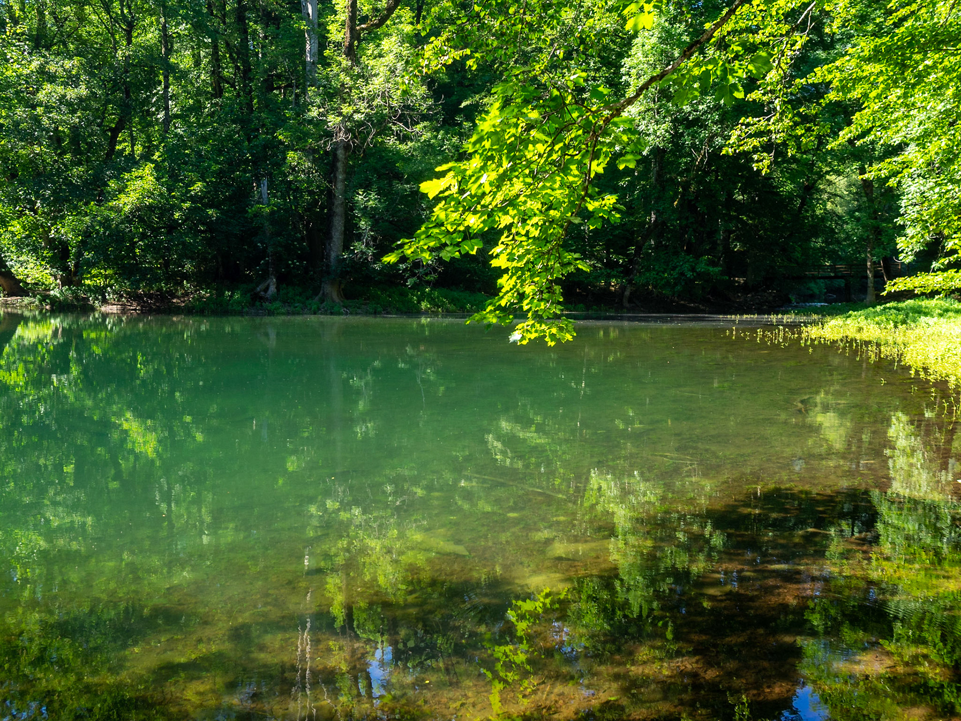 Forest reflected in Lake Biograd