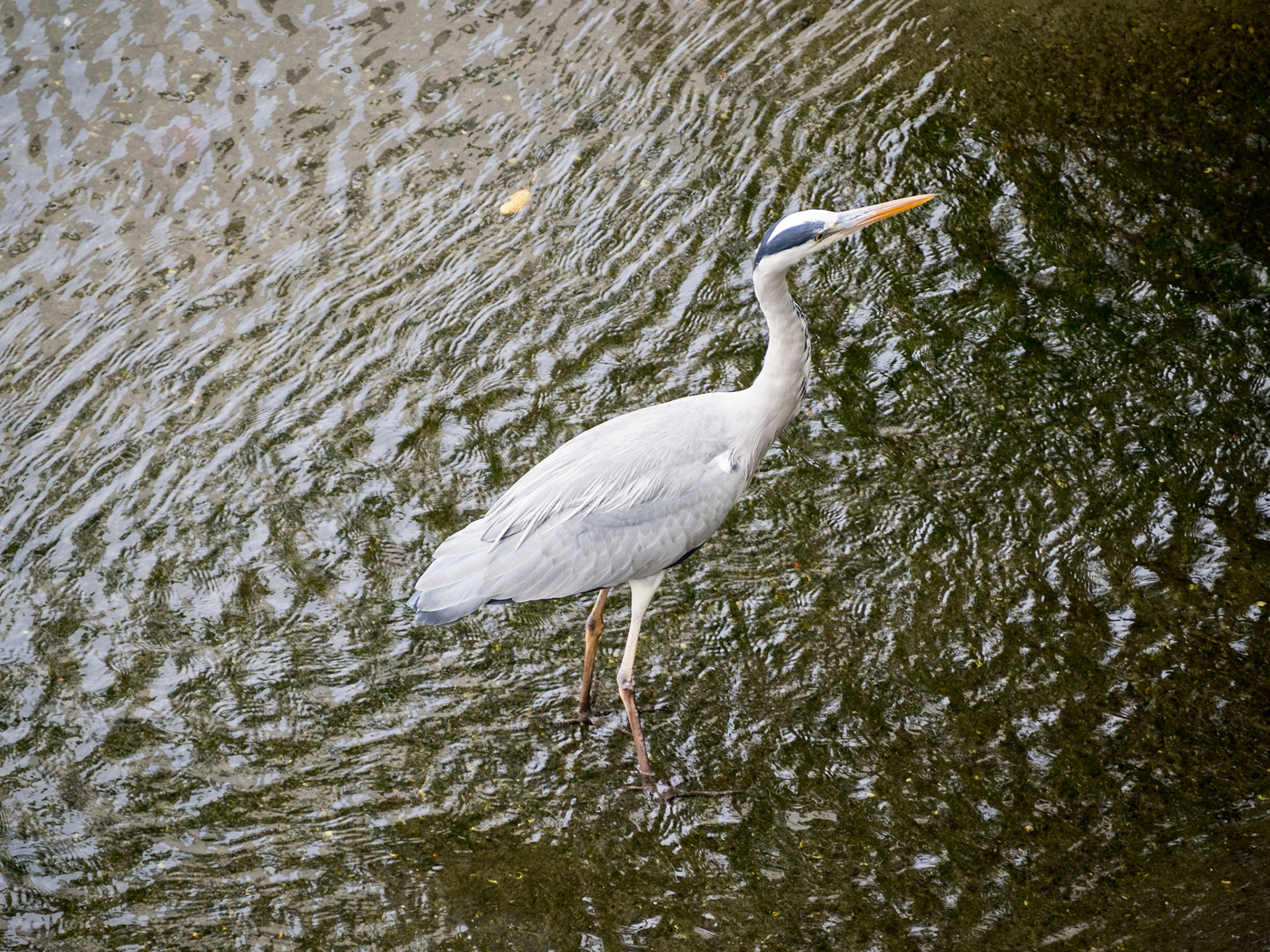 Egret in Nakameguro canal, Tokyo