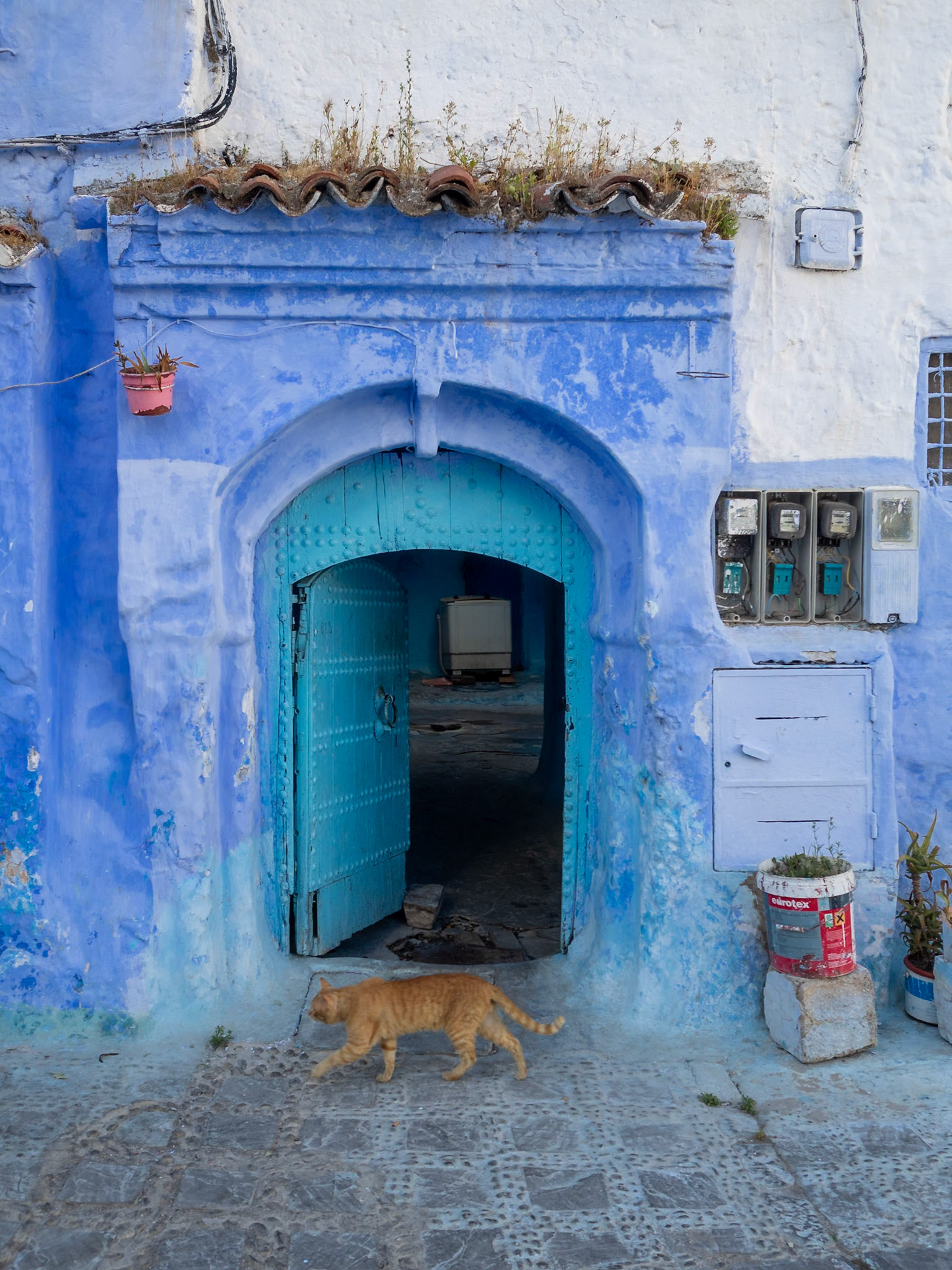 Street cat, Chefchaouen, Morocco