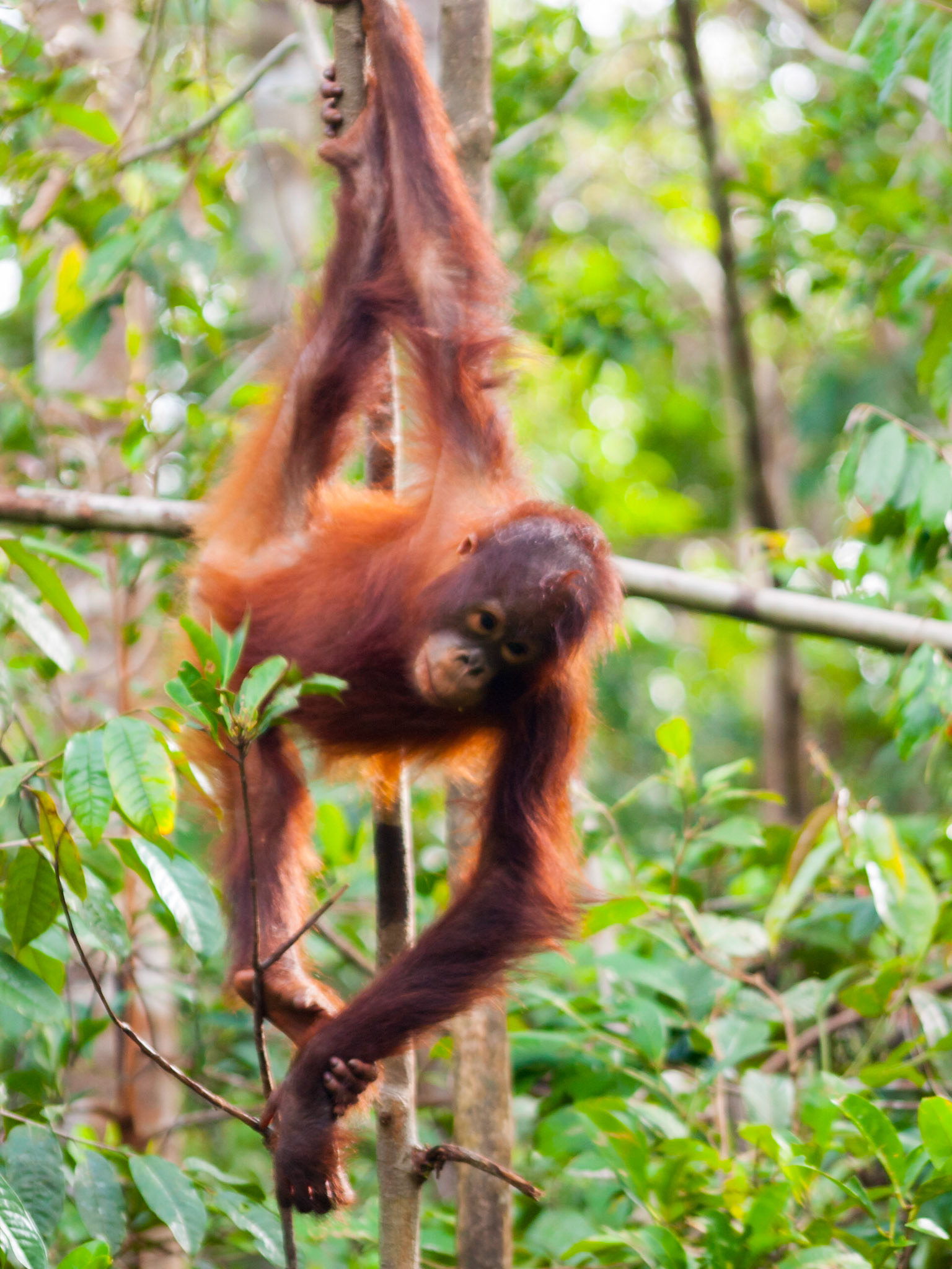 Orangutan cub playing in a tree