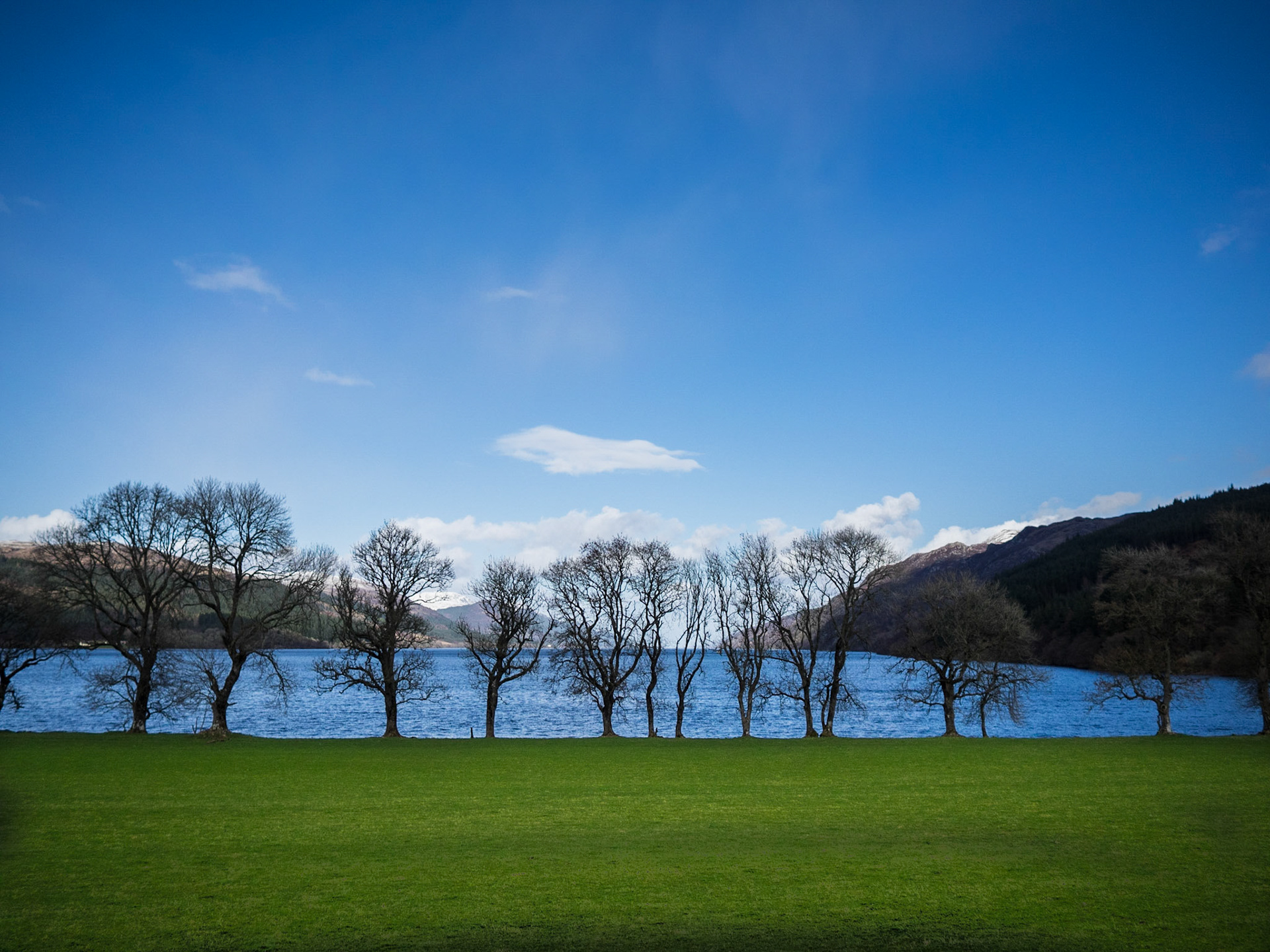 Trees line up by Loch Ness edge